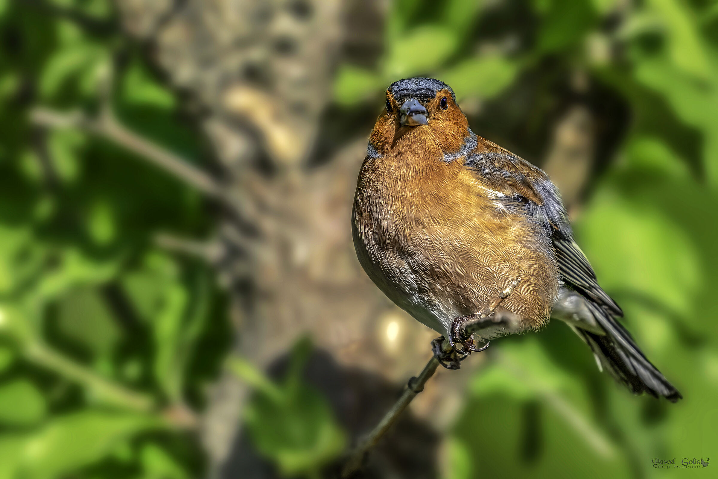 Chaffinch comune (Fringilla coelebs)