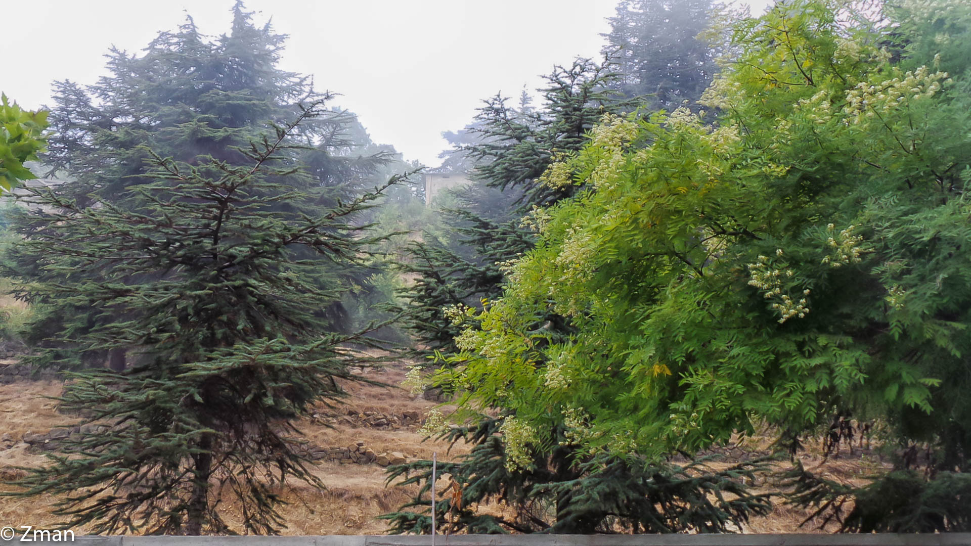 Cedar Trees