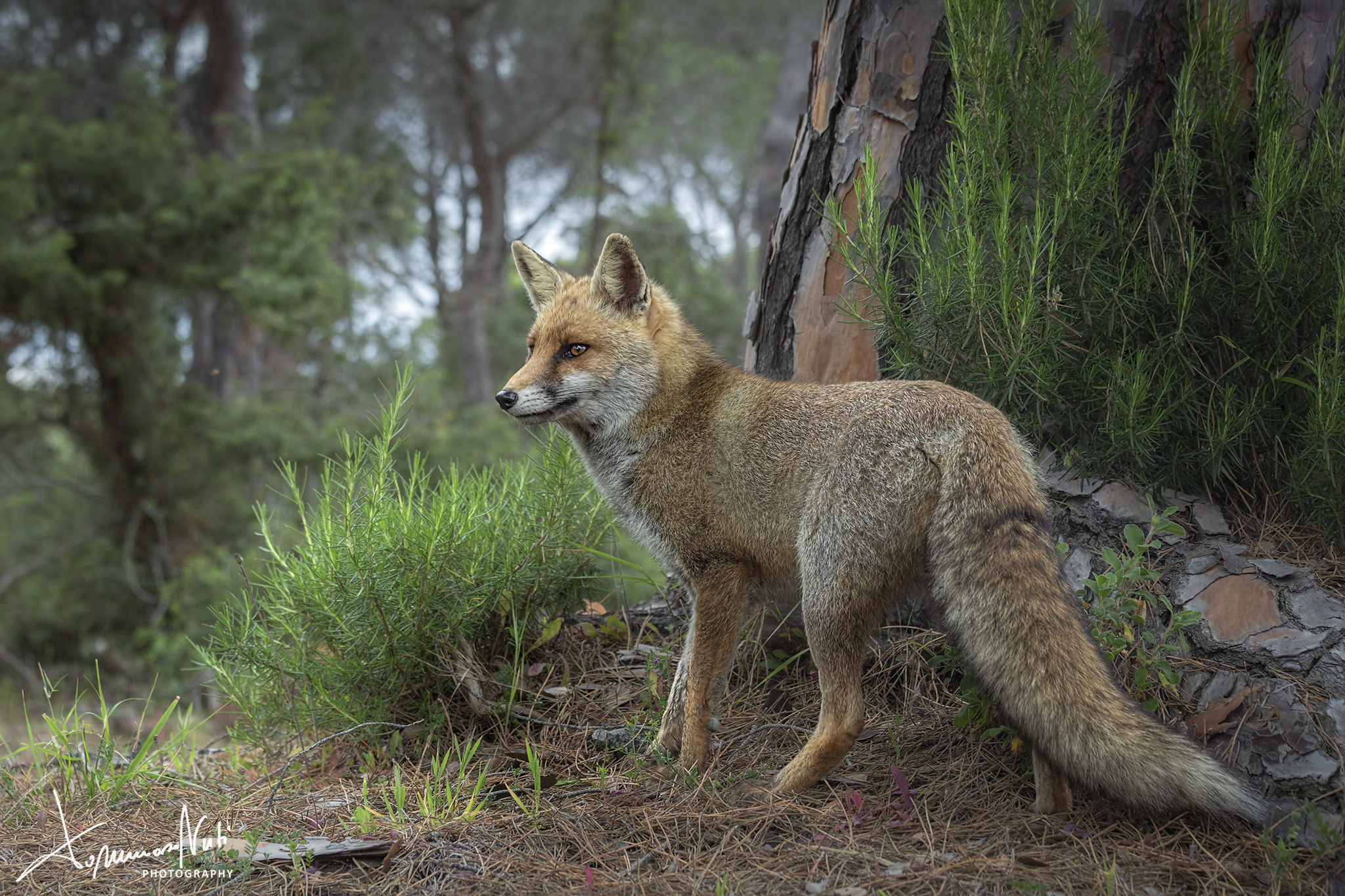 The elegance of the fox