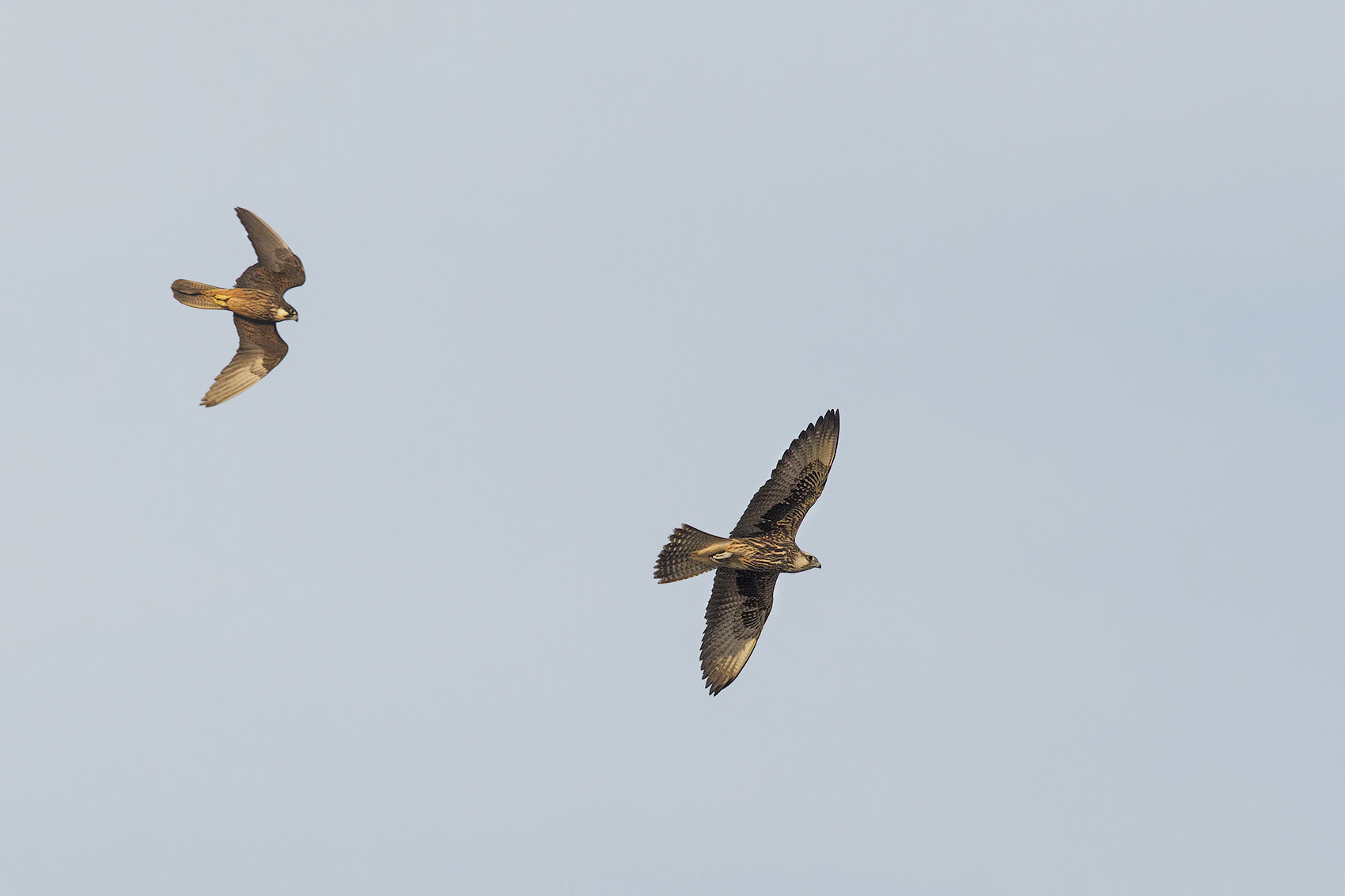 sacred falcon (cherrug falcon)