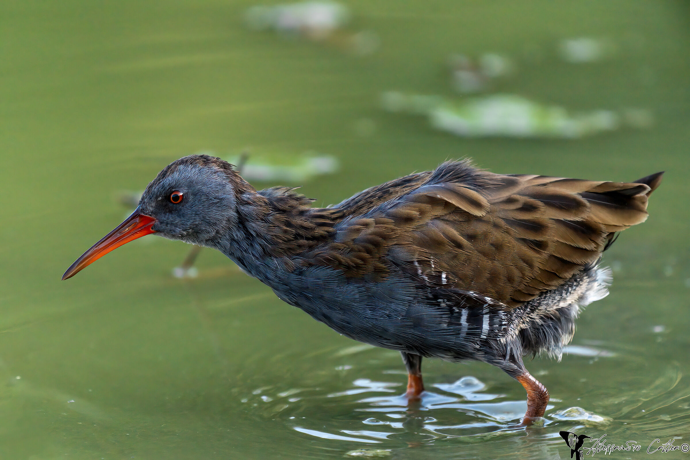 Porciglione disordinato &male;