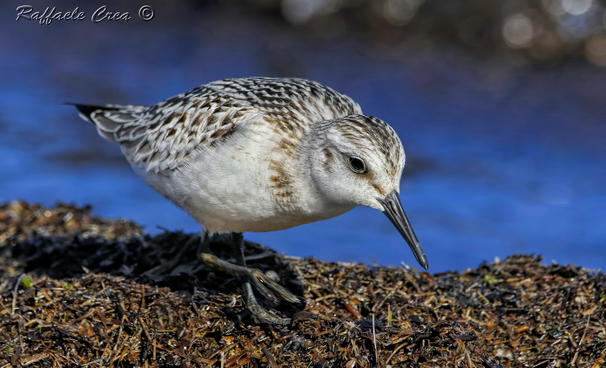 Rainpiello Tridactylo