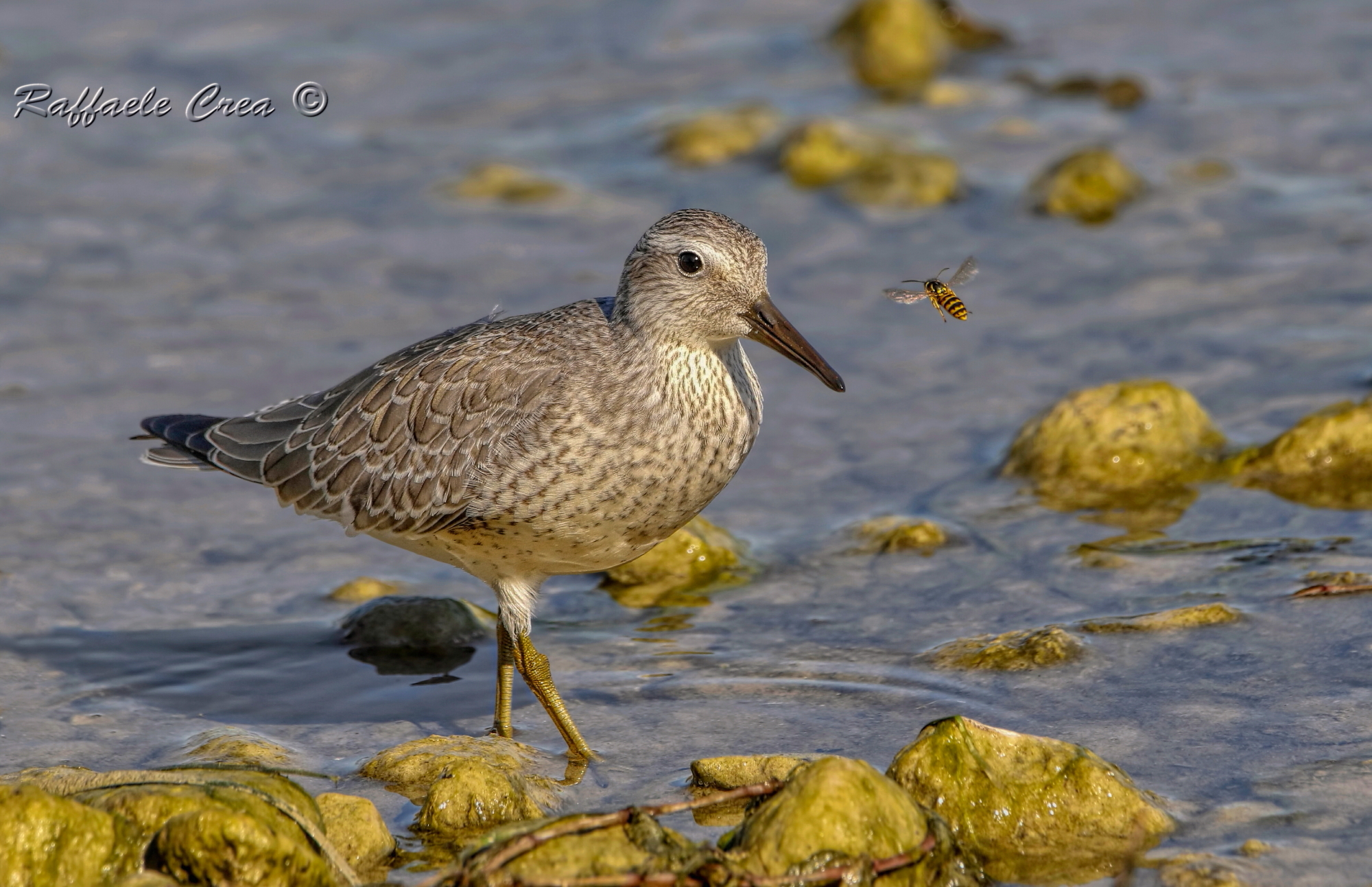 The Major Rainstack and the Vespa.