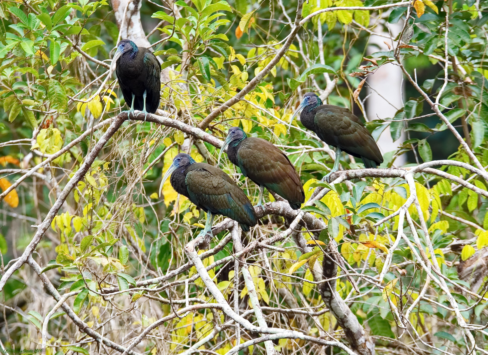 Green Ibis (Mesembrinibis cayennensis)