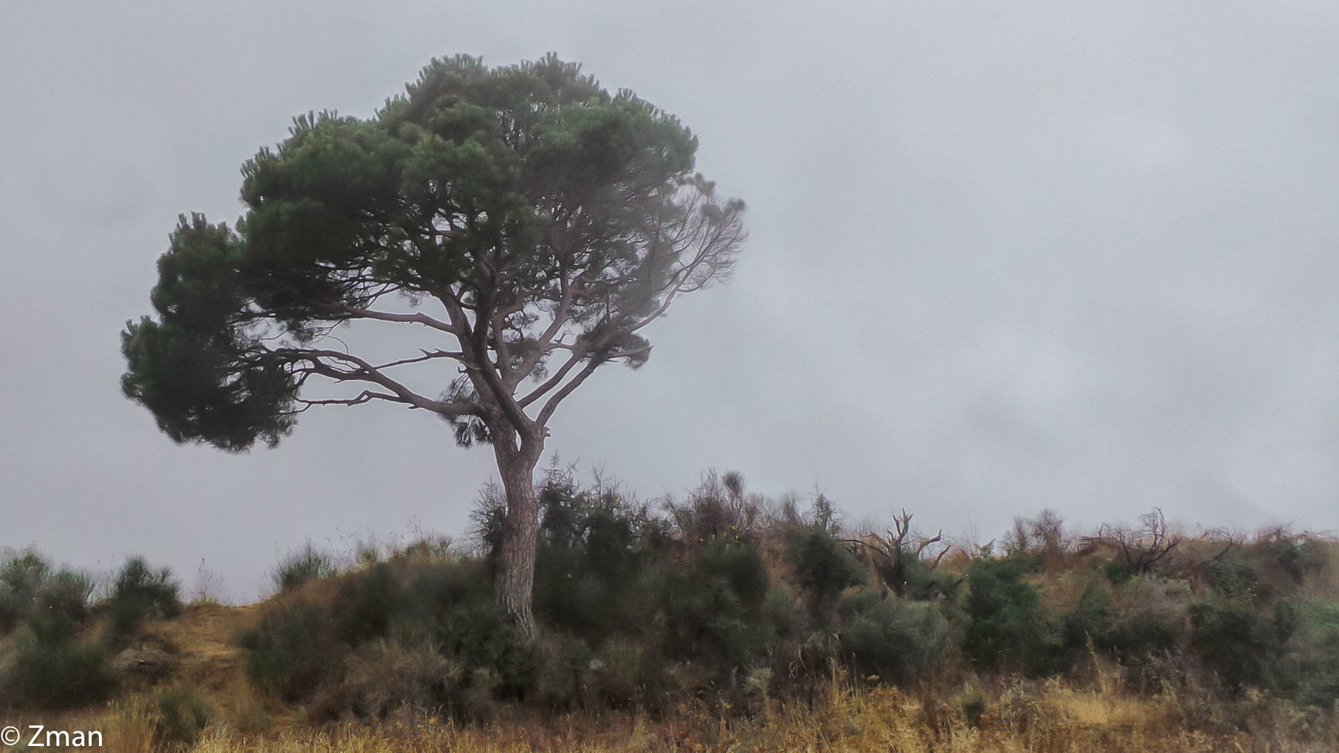 Pine trees of Saofar