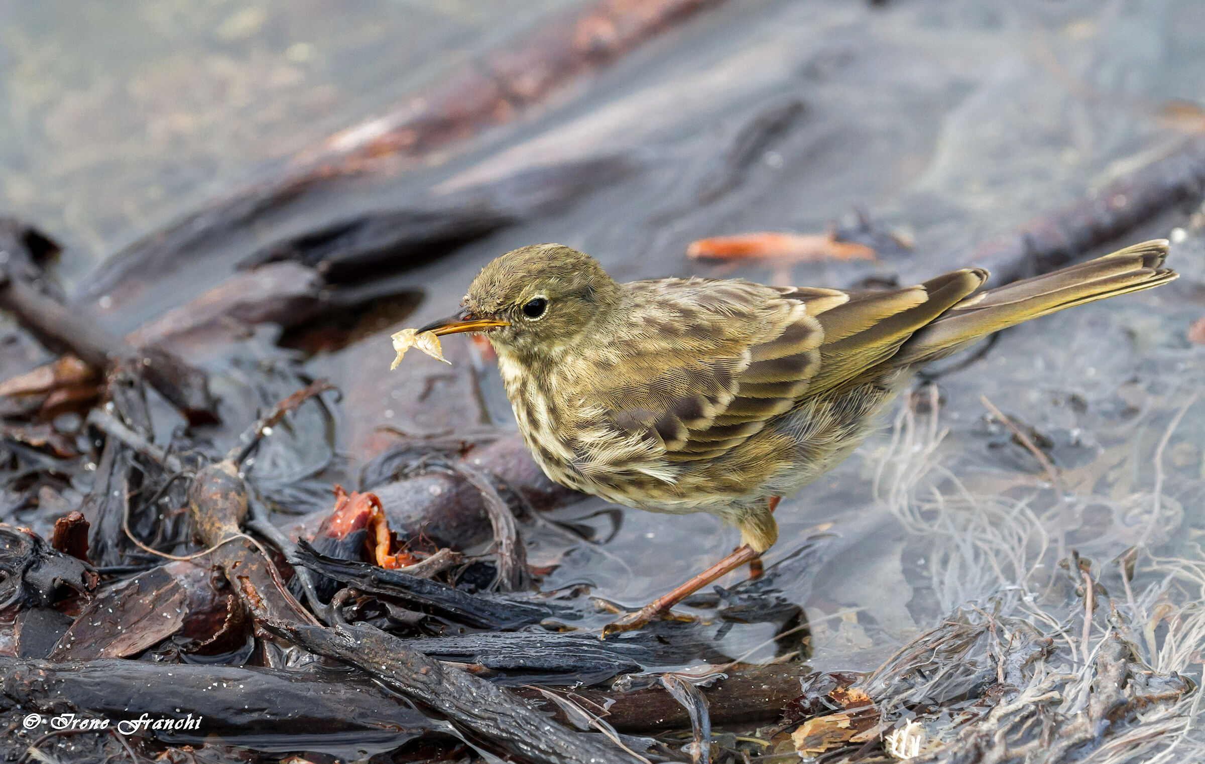 per pranzo gamberetti
