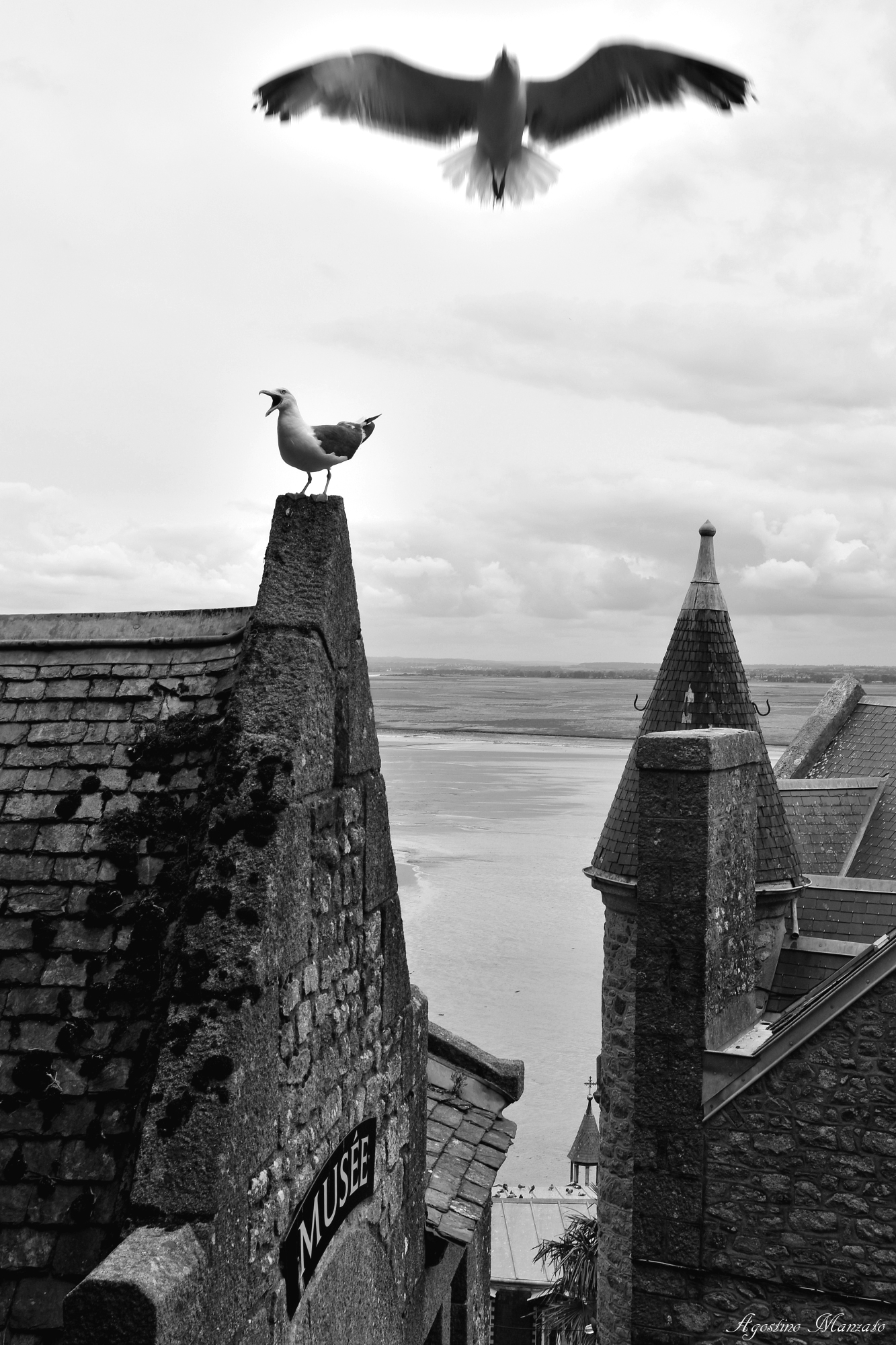 I veri padroni di Mont Saint Michel!