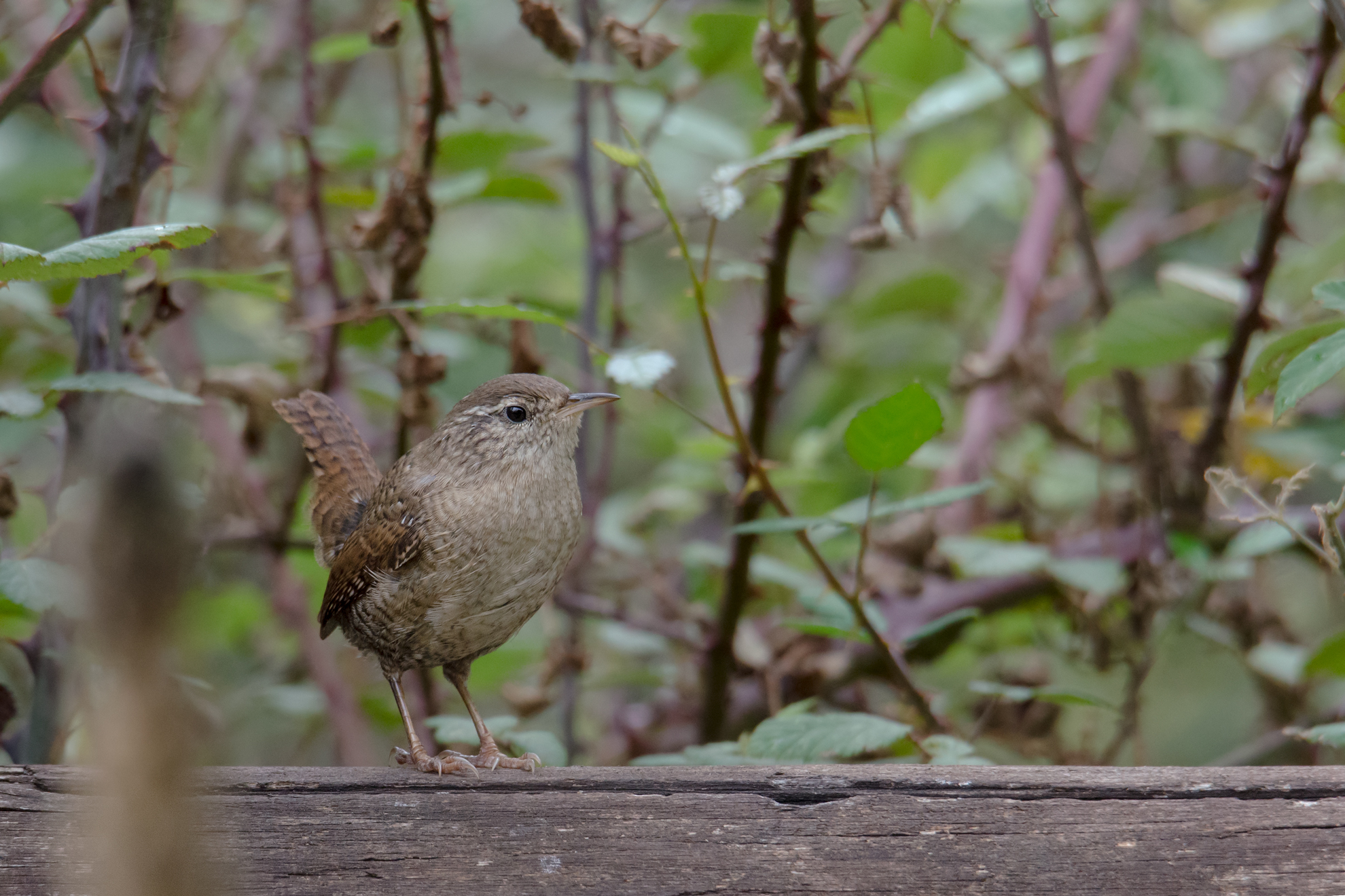 Wren