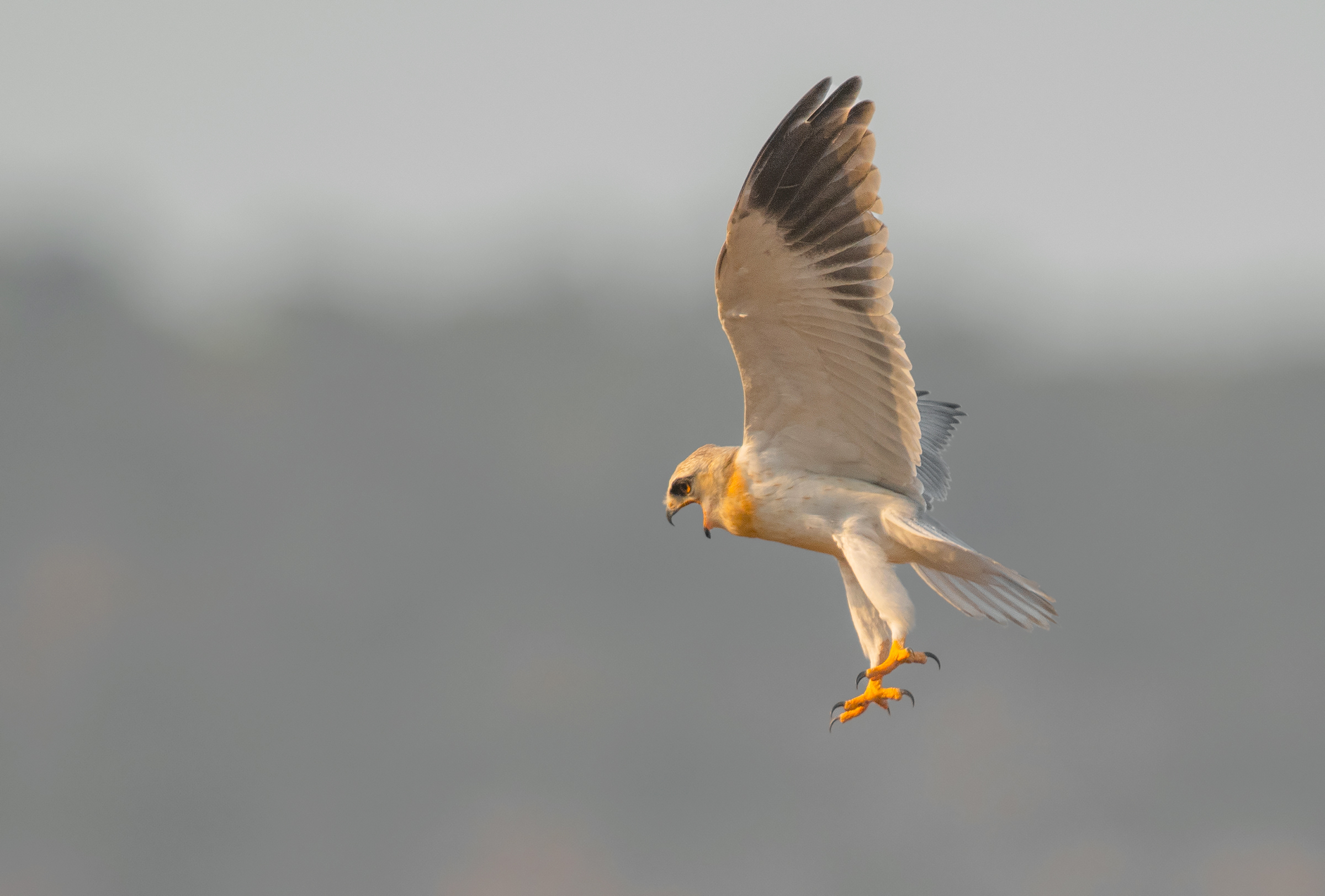 aquilone nero spalle