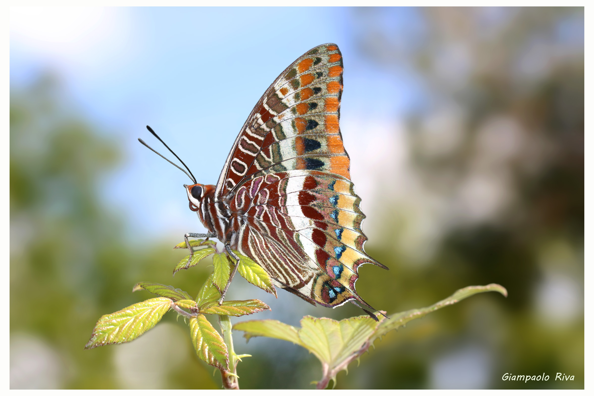 Farfalla del corbezzolo 2019