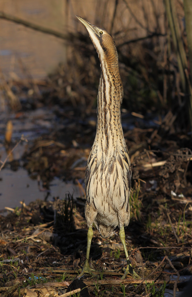 Tarabuso sull'attenti