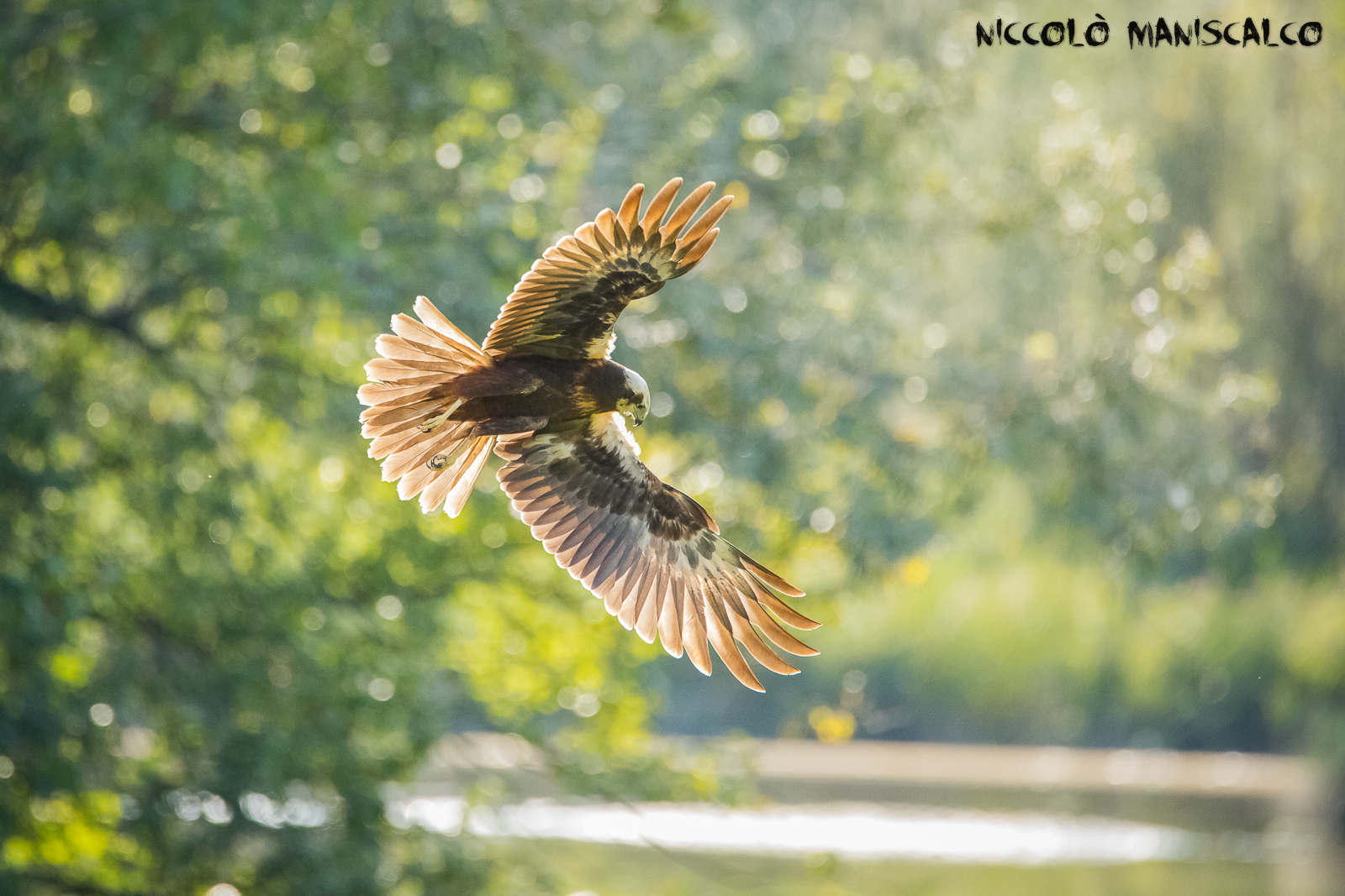 The Falcon in the backlight #2