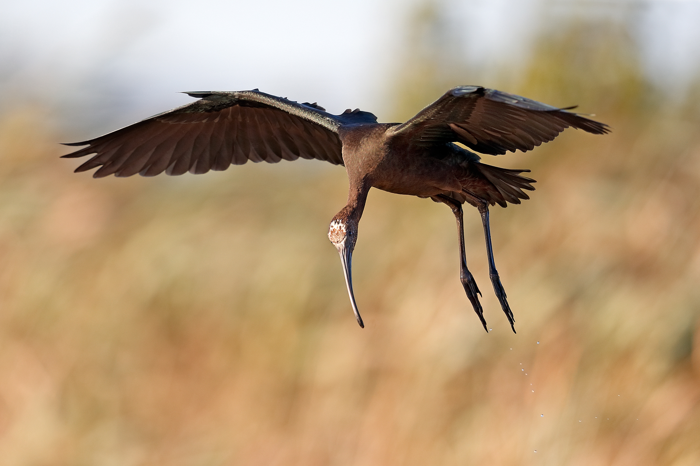 Discesa a paracadute - Mignattaio