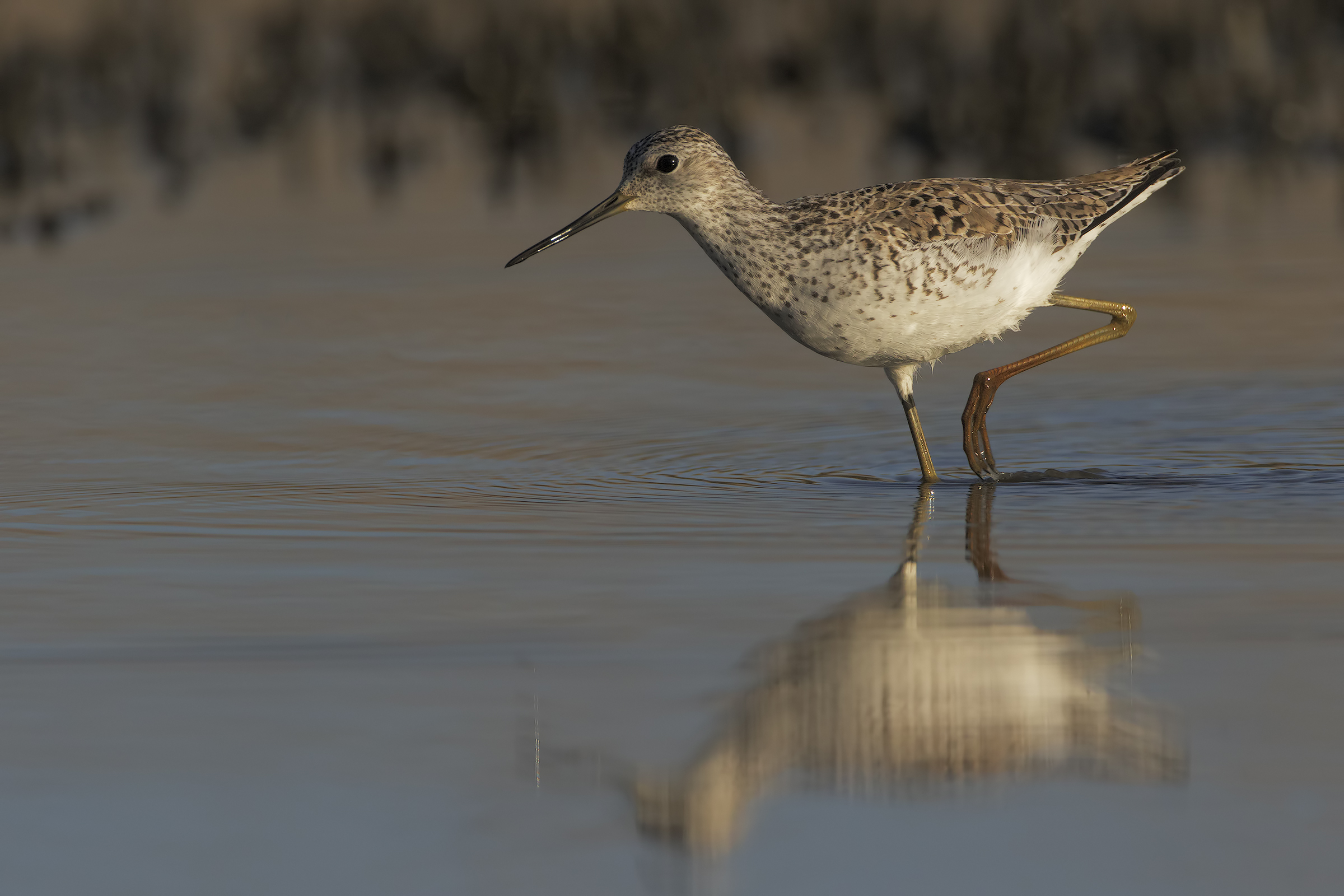 Albastrello, Albatross