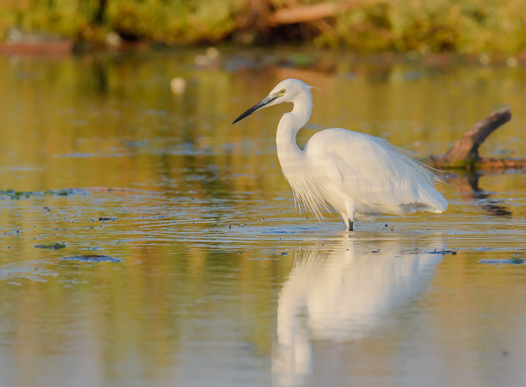 Ezetta in the early hours of the morning