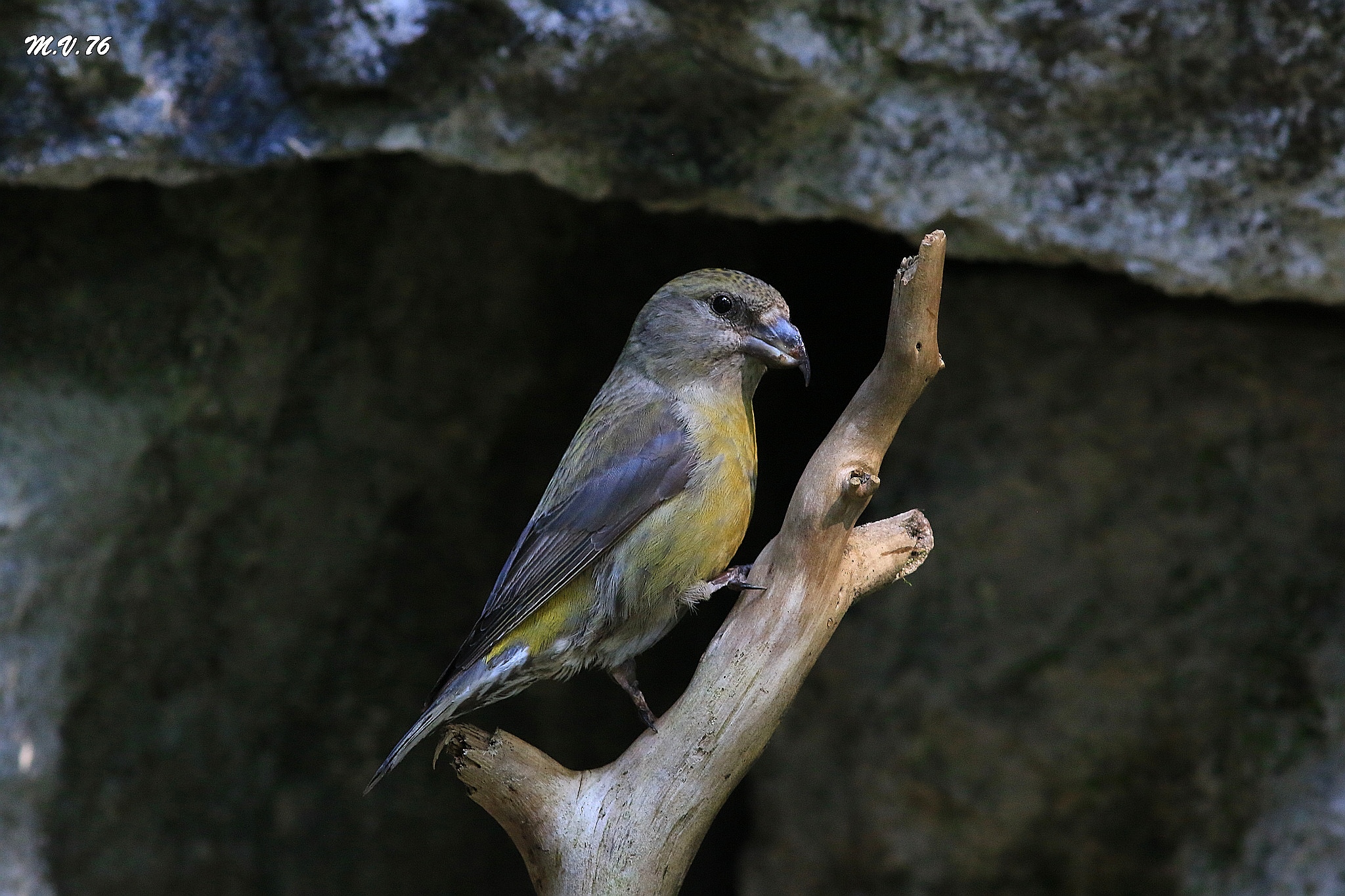 Crociere - Loxia curvirostra