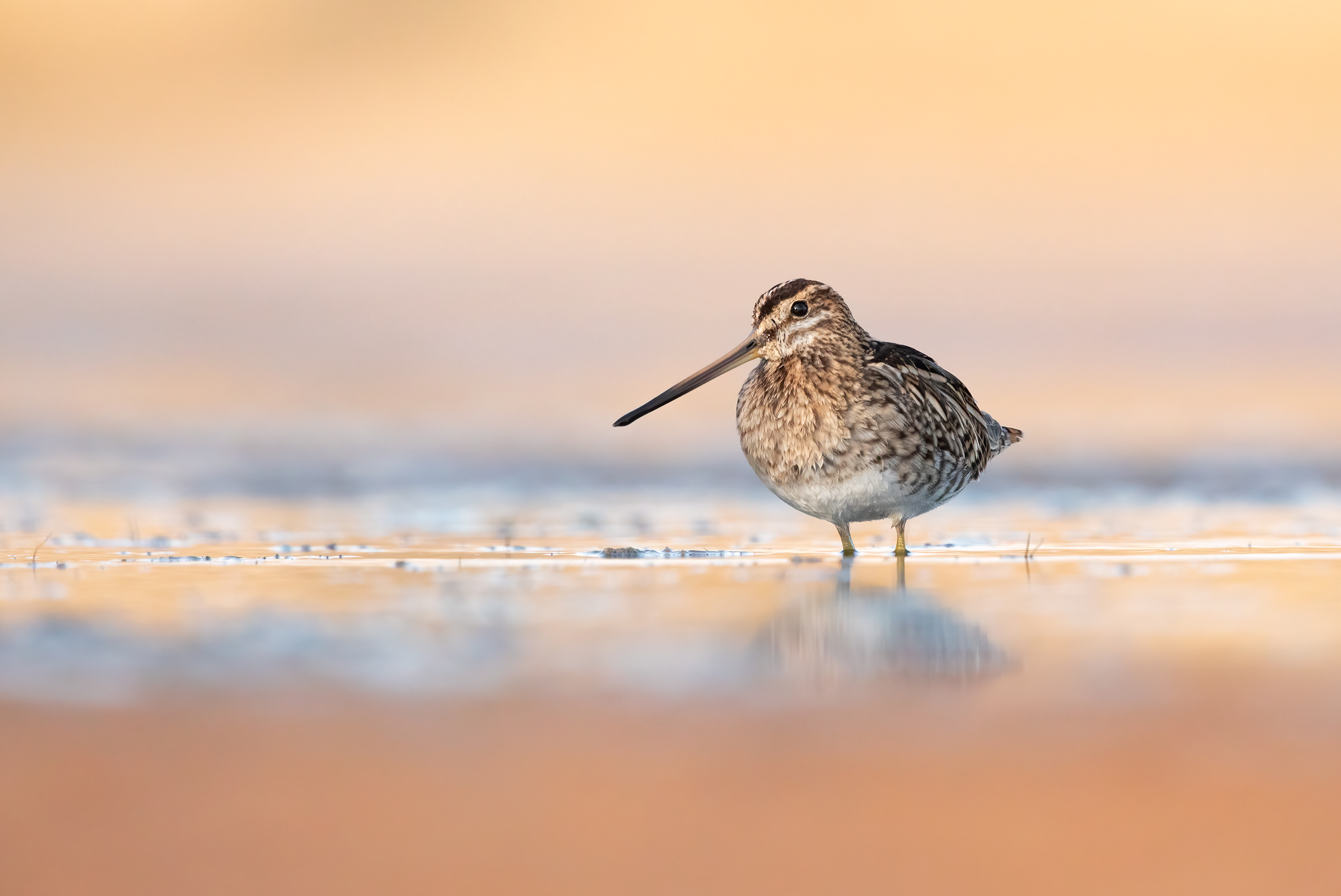 Beccaccino all' alba