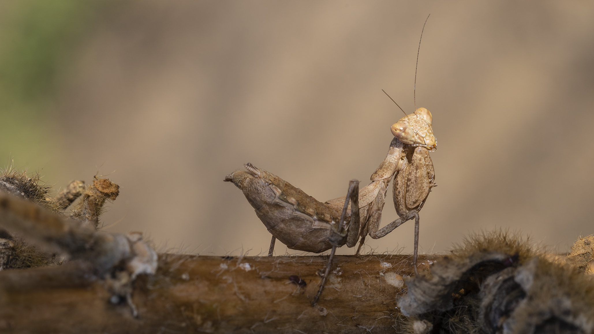Ameles Spallanzani female