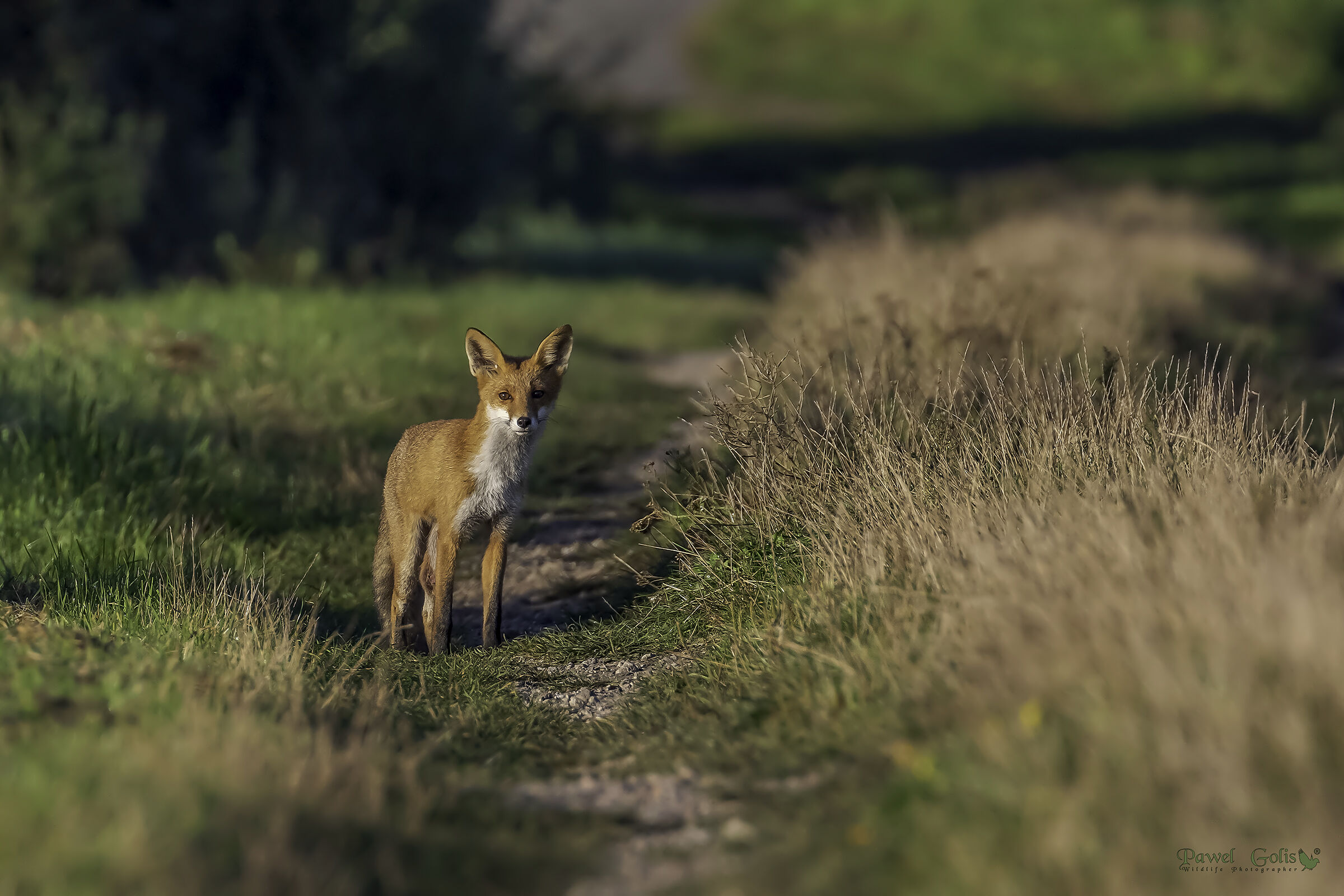 Volpe rossa (Vulpes vulpes)