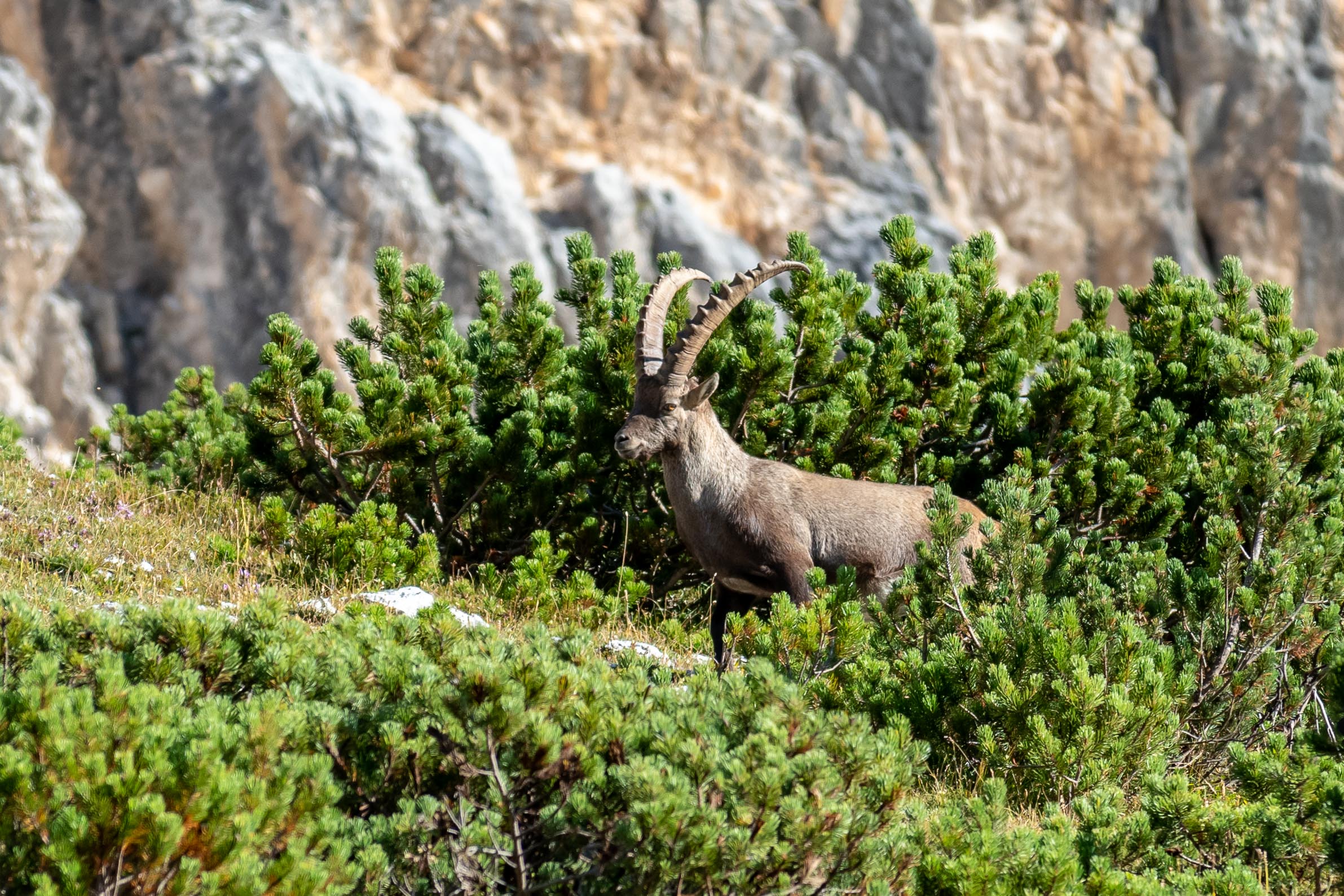 Ibex at the foot of the Antelao
