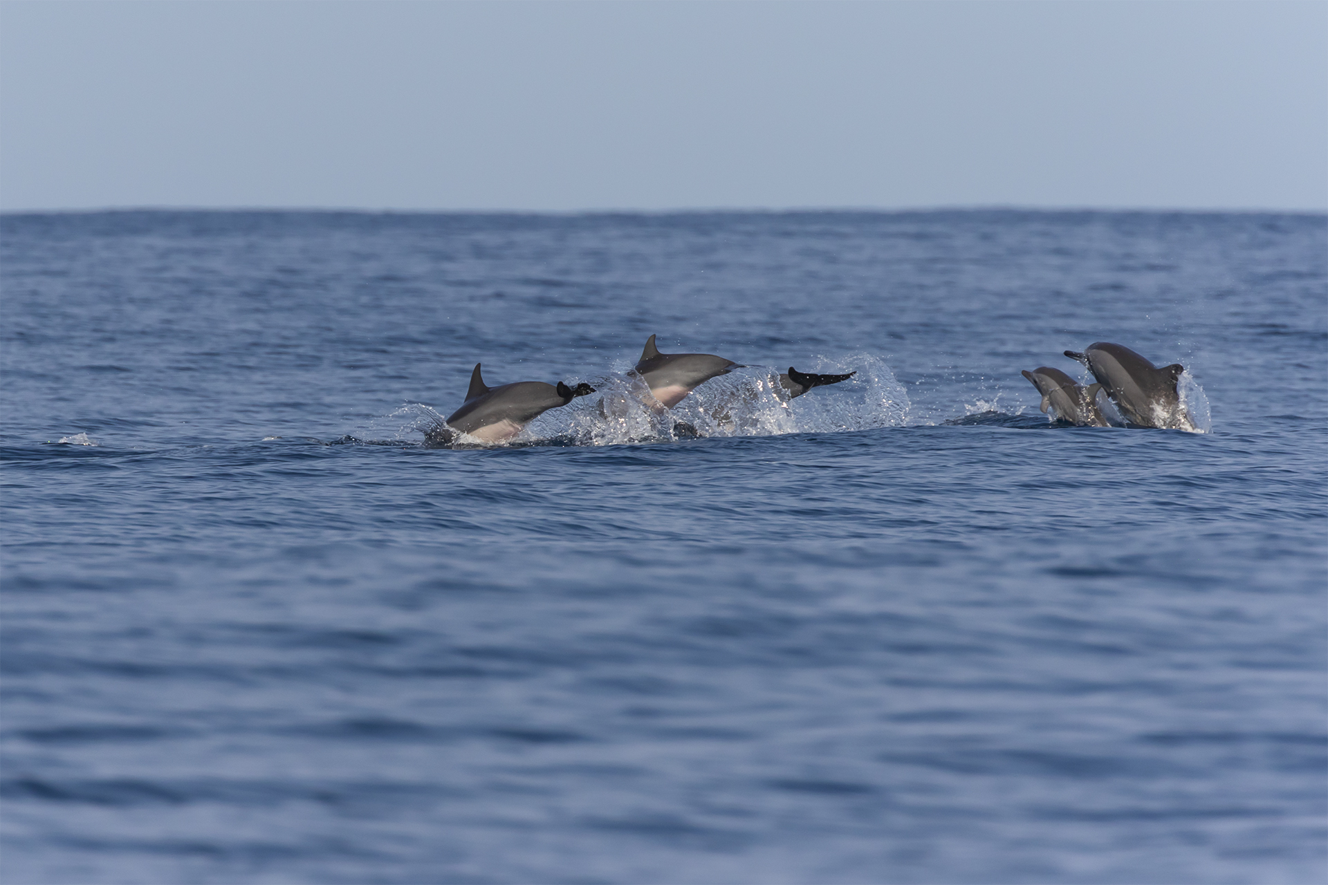 Stenella from the long rostrum