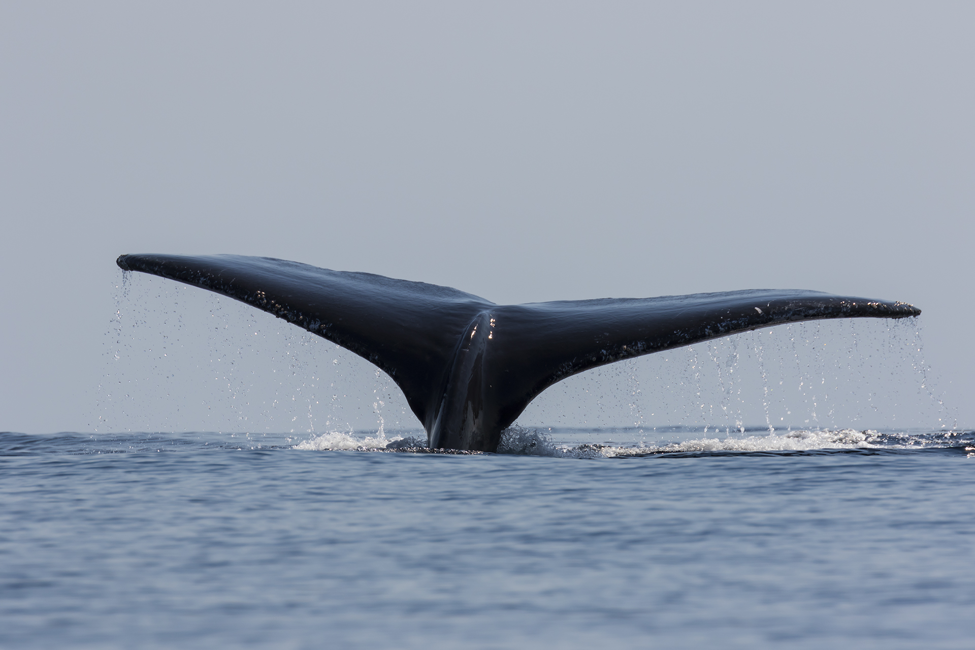 Humpback whale