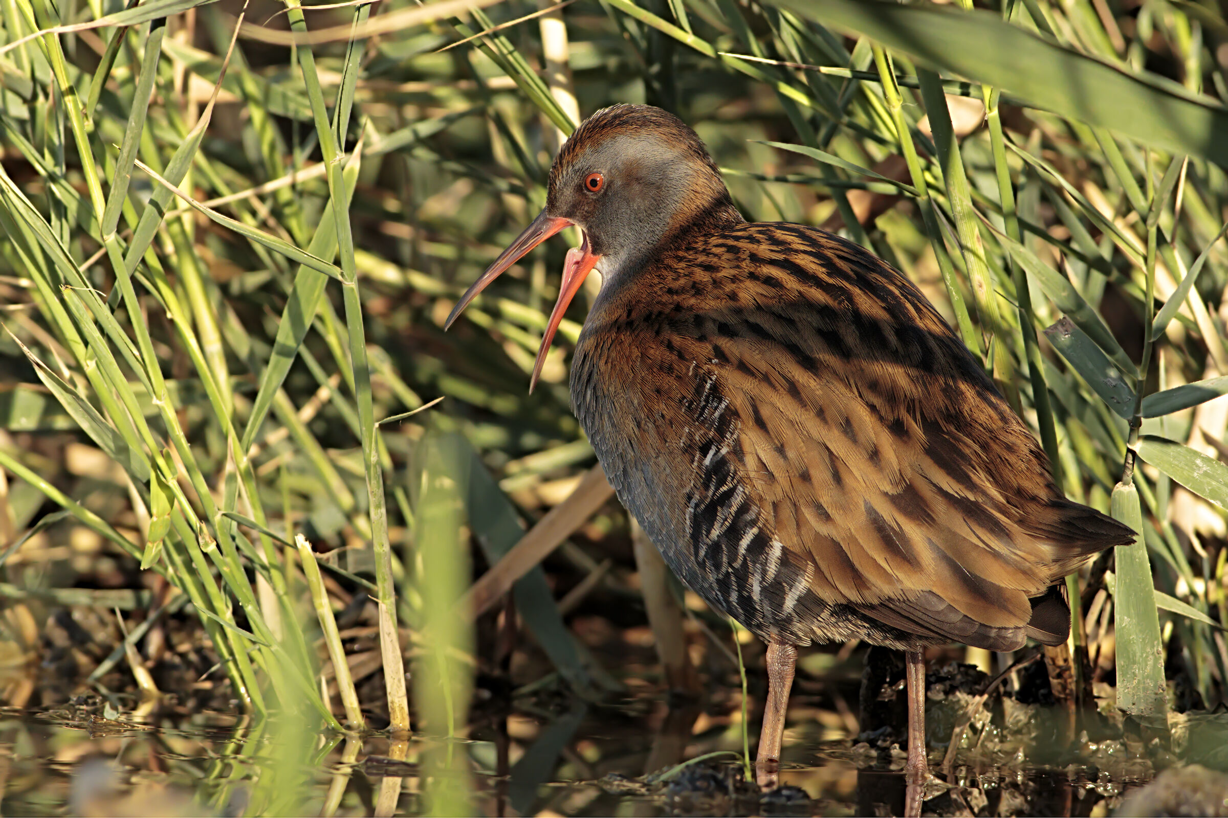Porciglione ambientato
