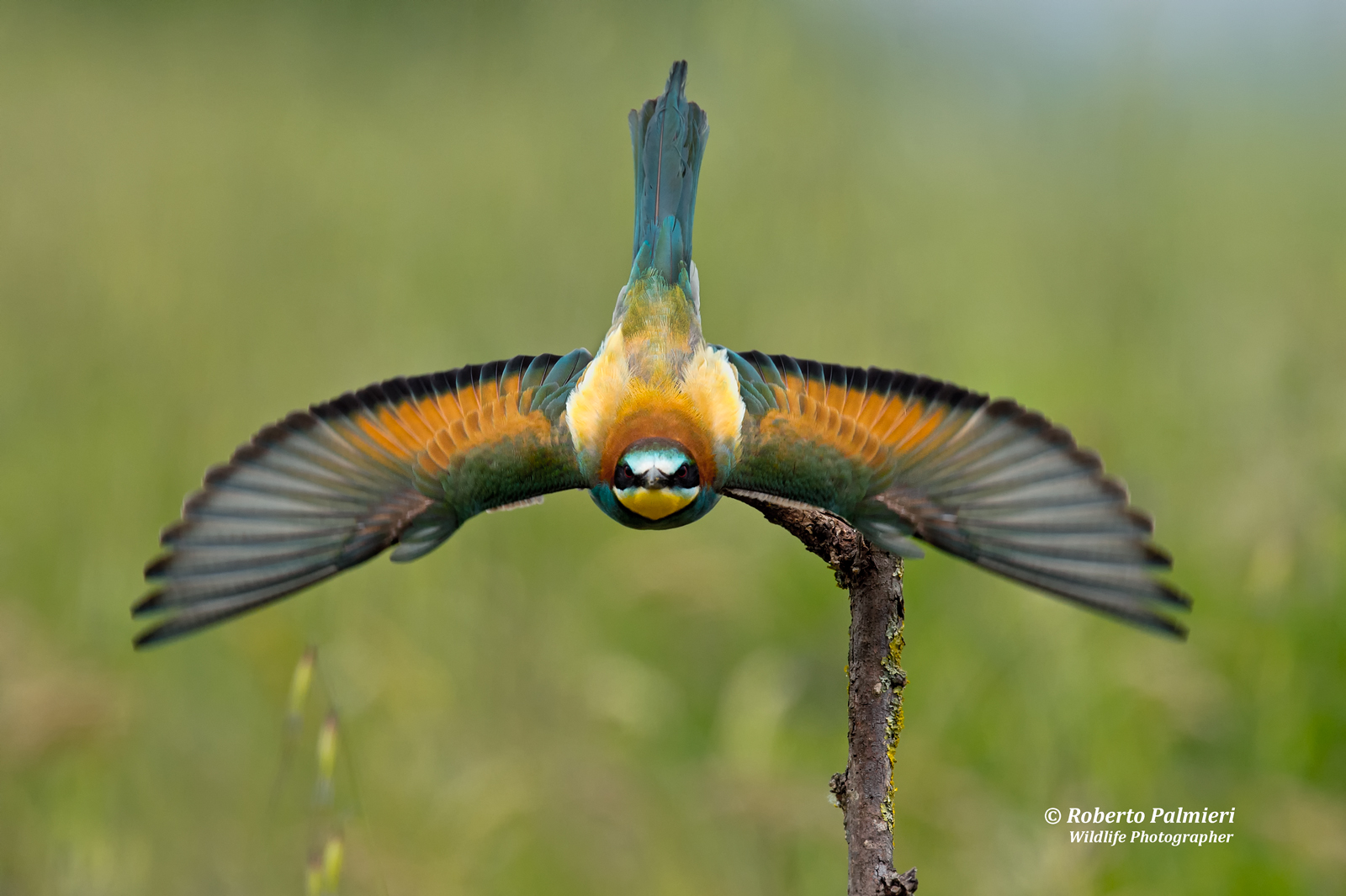 Gruccione  (Merops Apiaster)  lo Stacco