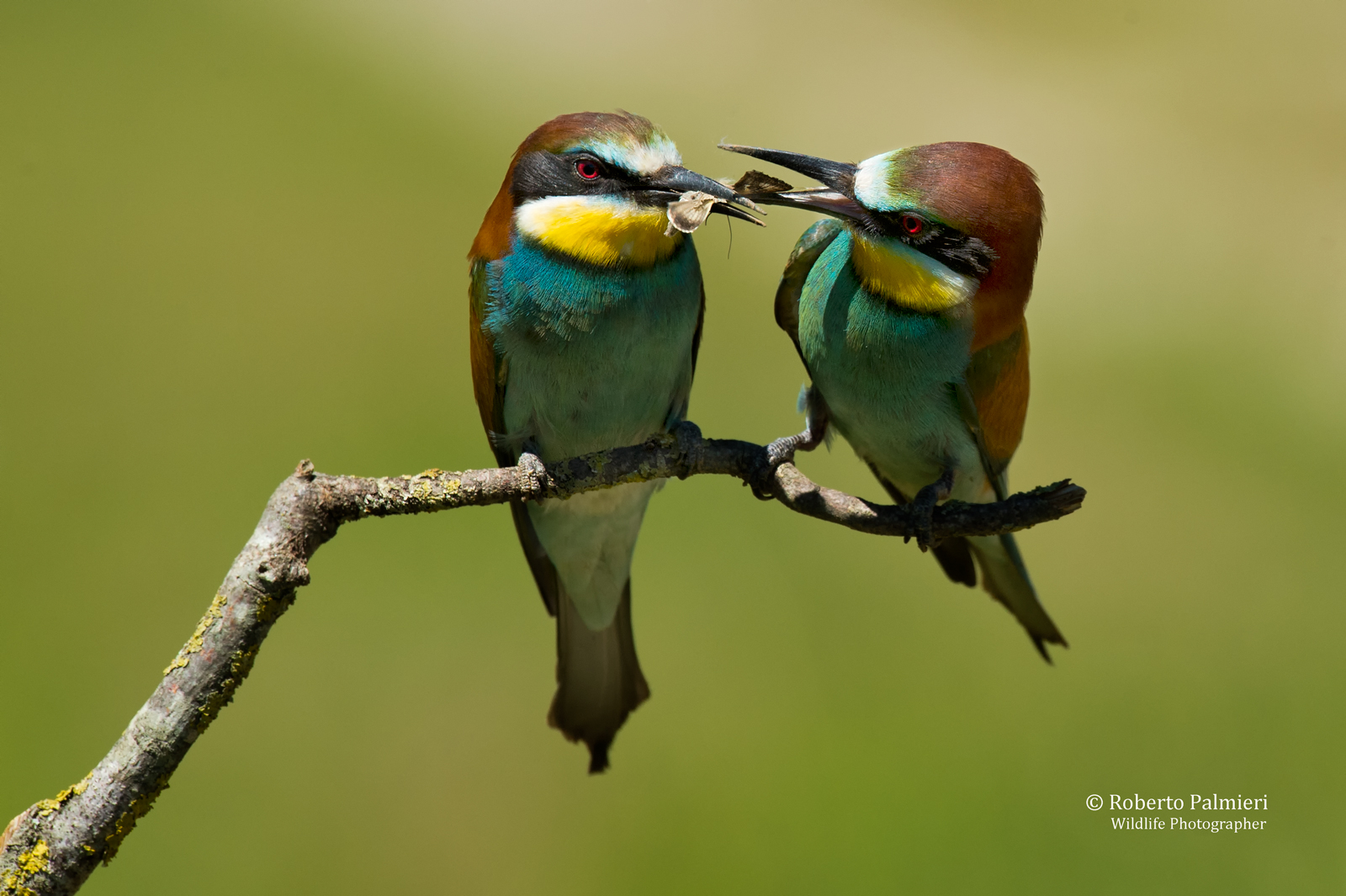 Gruccione  (Merops Apiaster)  Il Dono