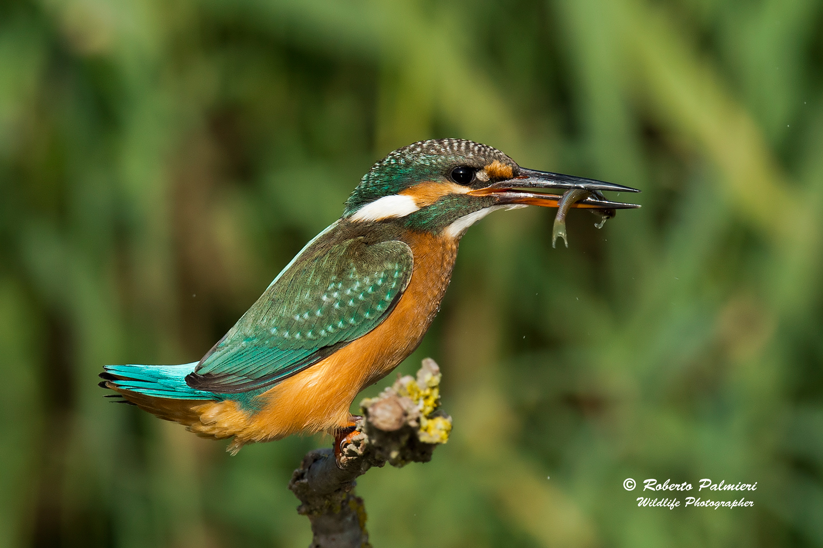 Martin Pescatore con pesciolino (Alcedo Atthis )
