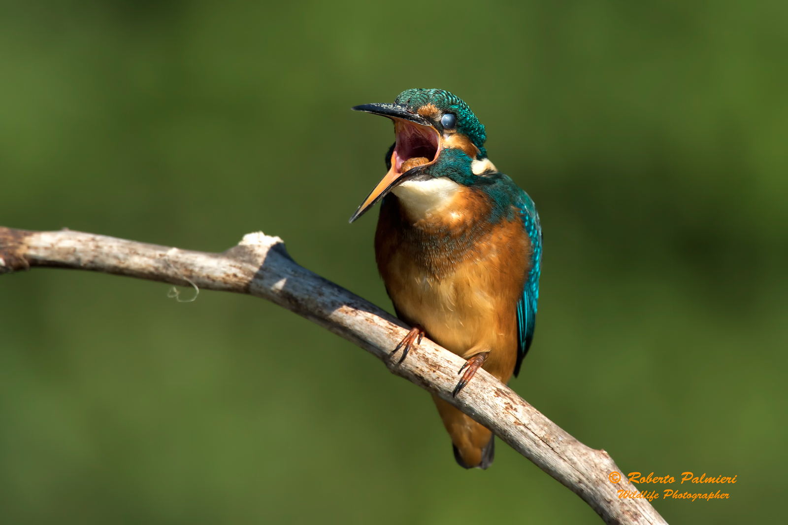 Martin Pescatore Alcedo Atthis espulsione  della borra