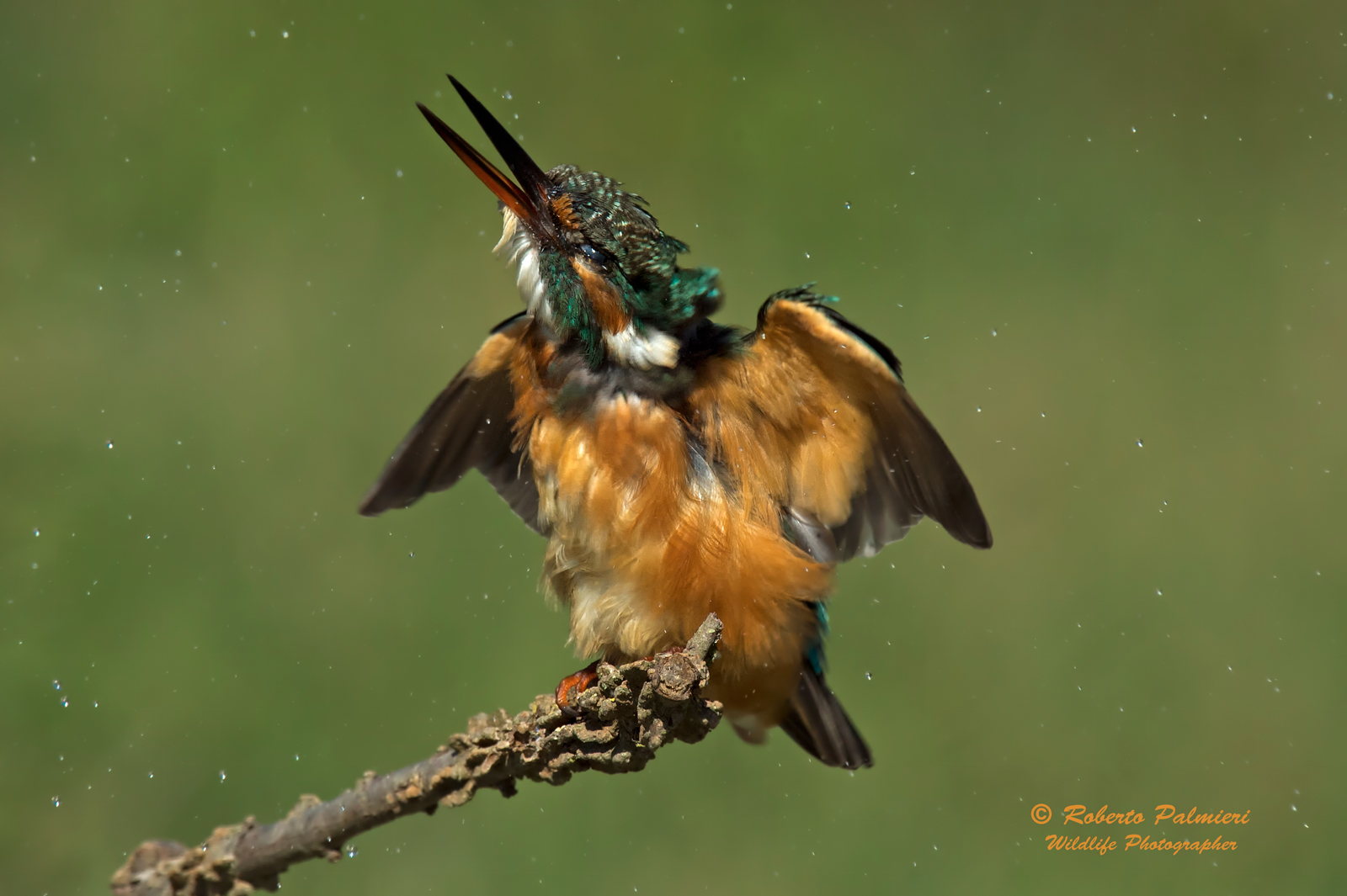 Martin Pescatore  La sgrullatina