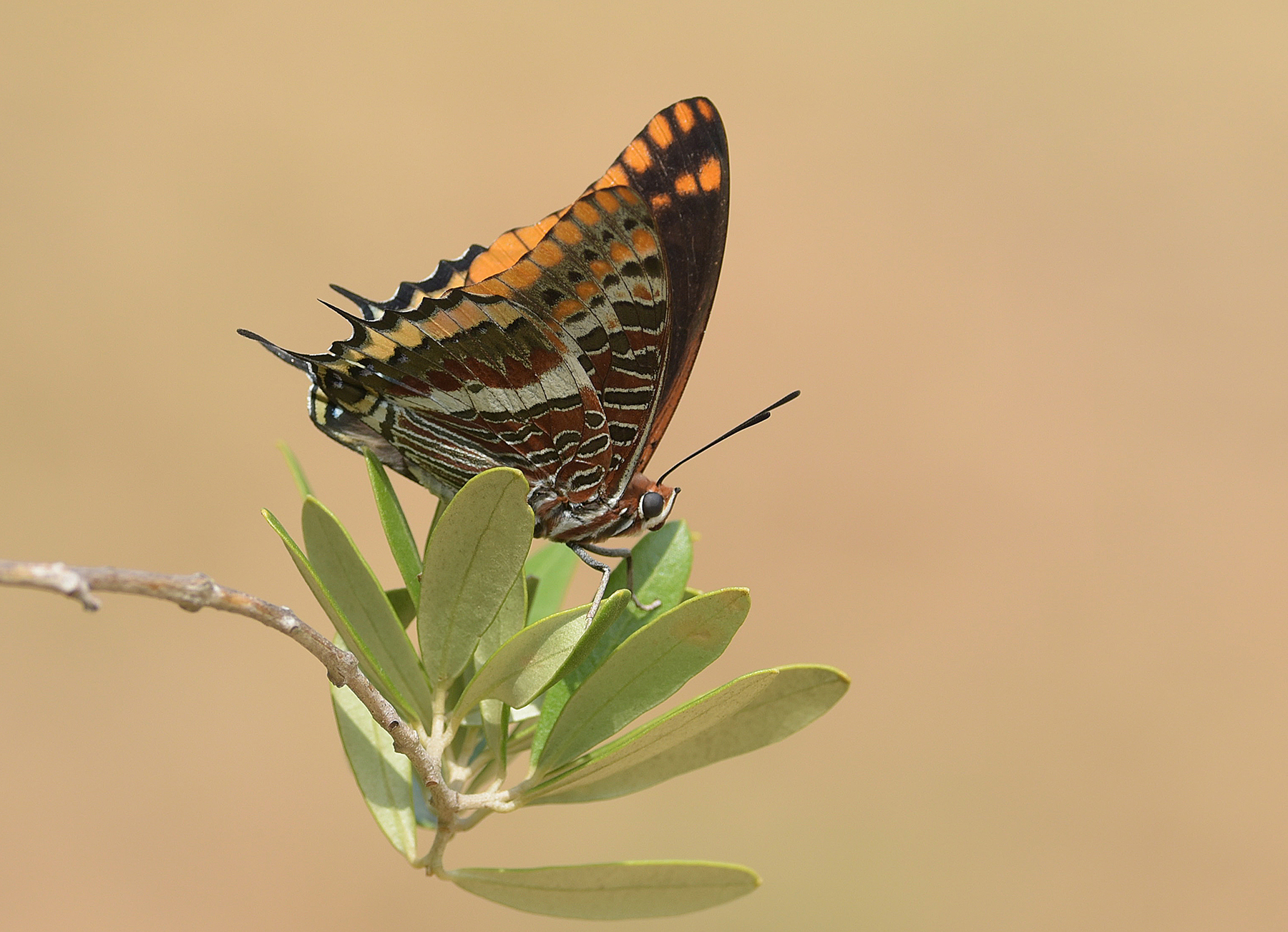 Charaxes jasius