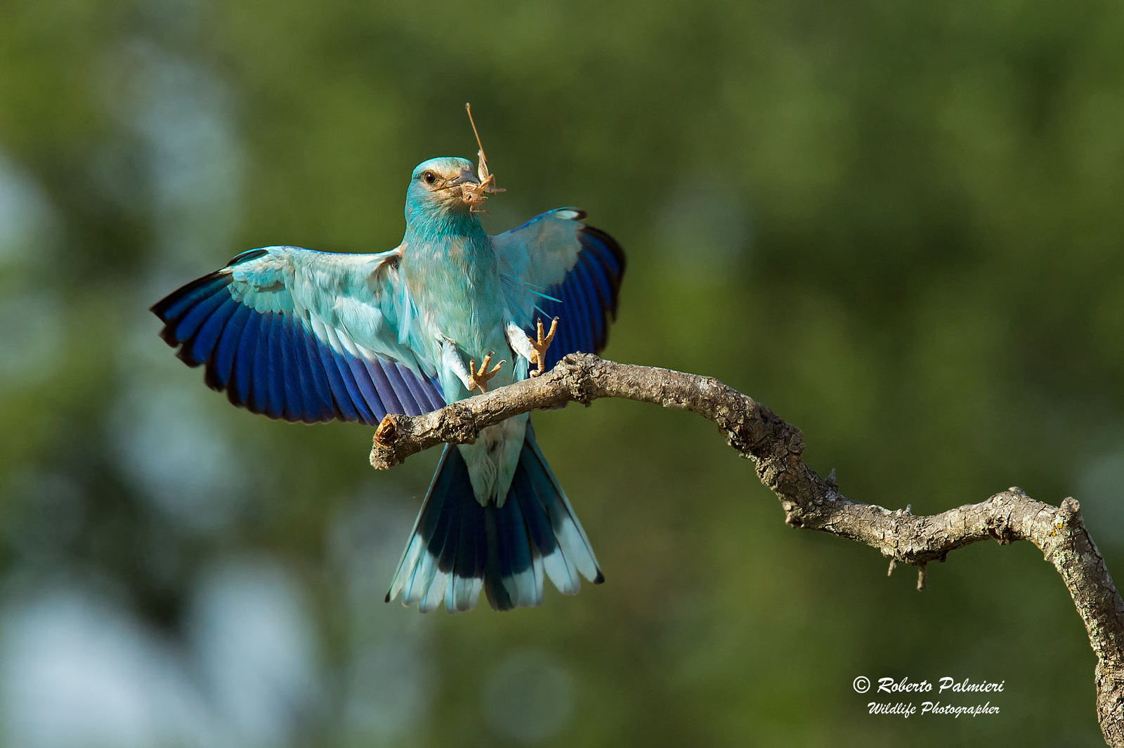 Sea jay with prey
