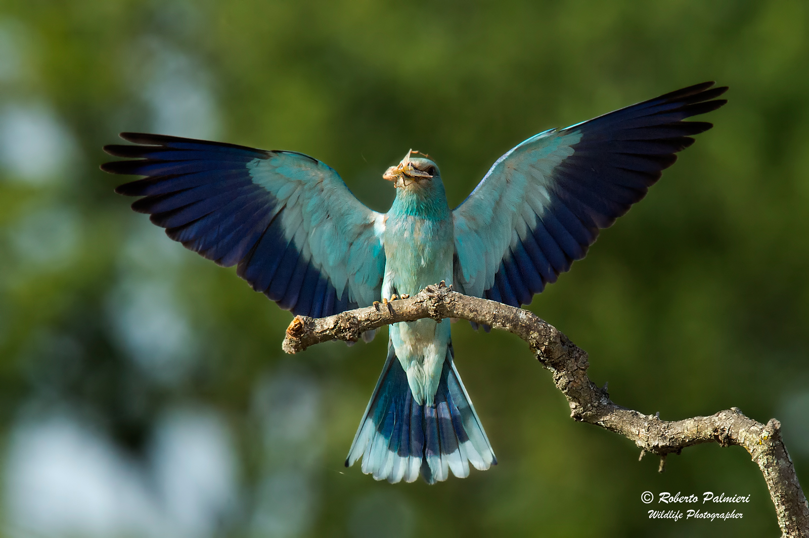 Sea jay arriving at the perch with prey