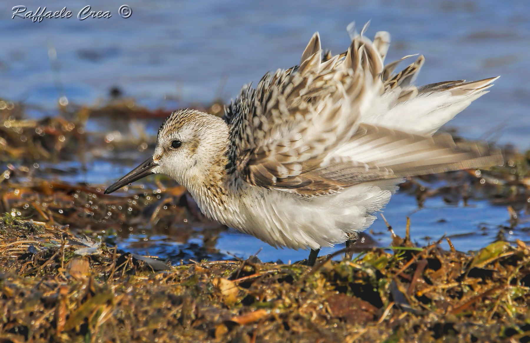 Rainpiello Tridactylo