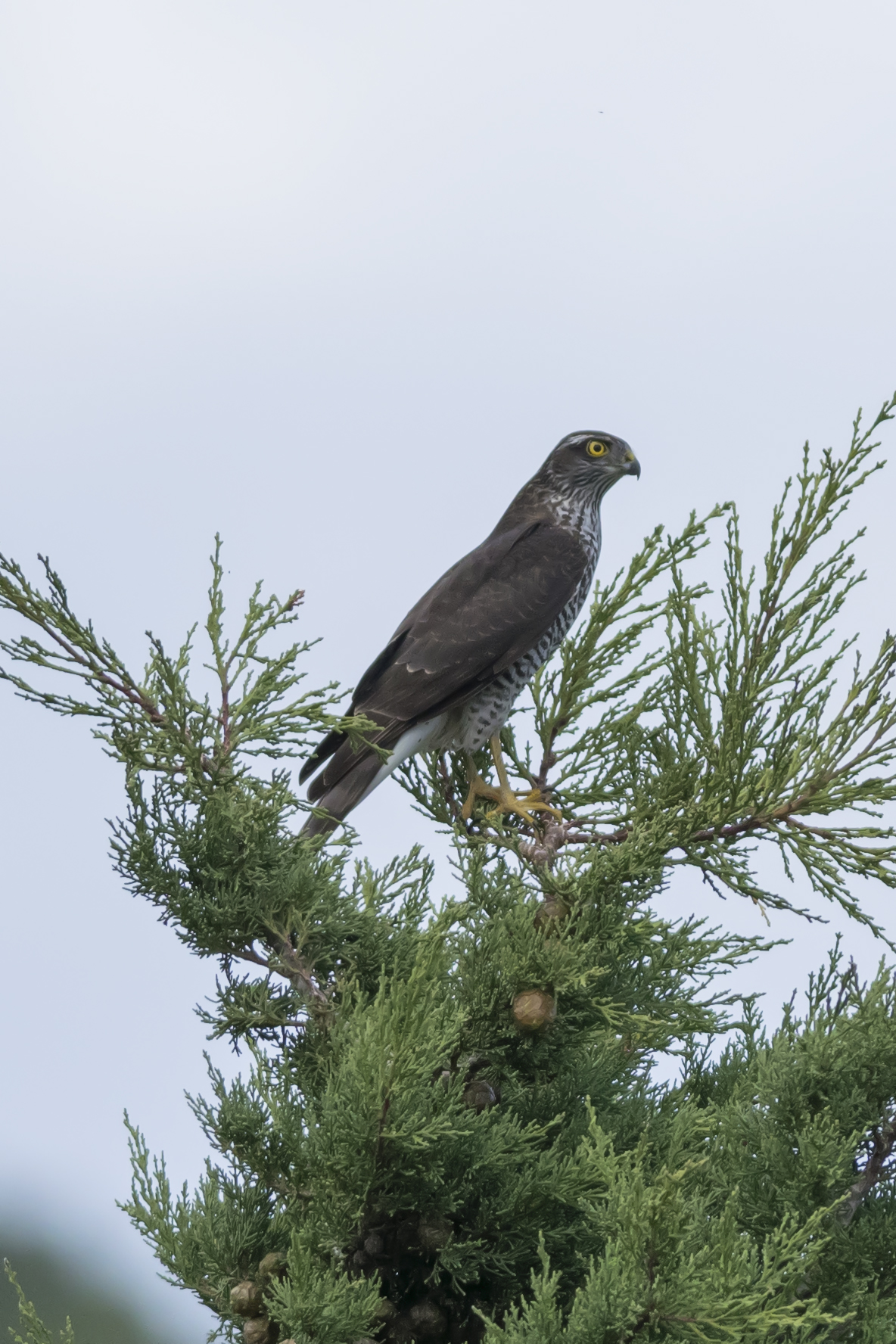 Sparviere, Accipiter nisus