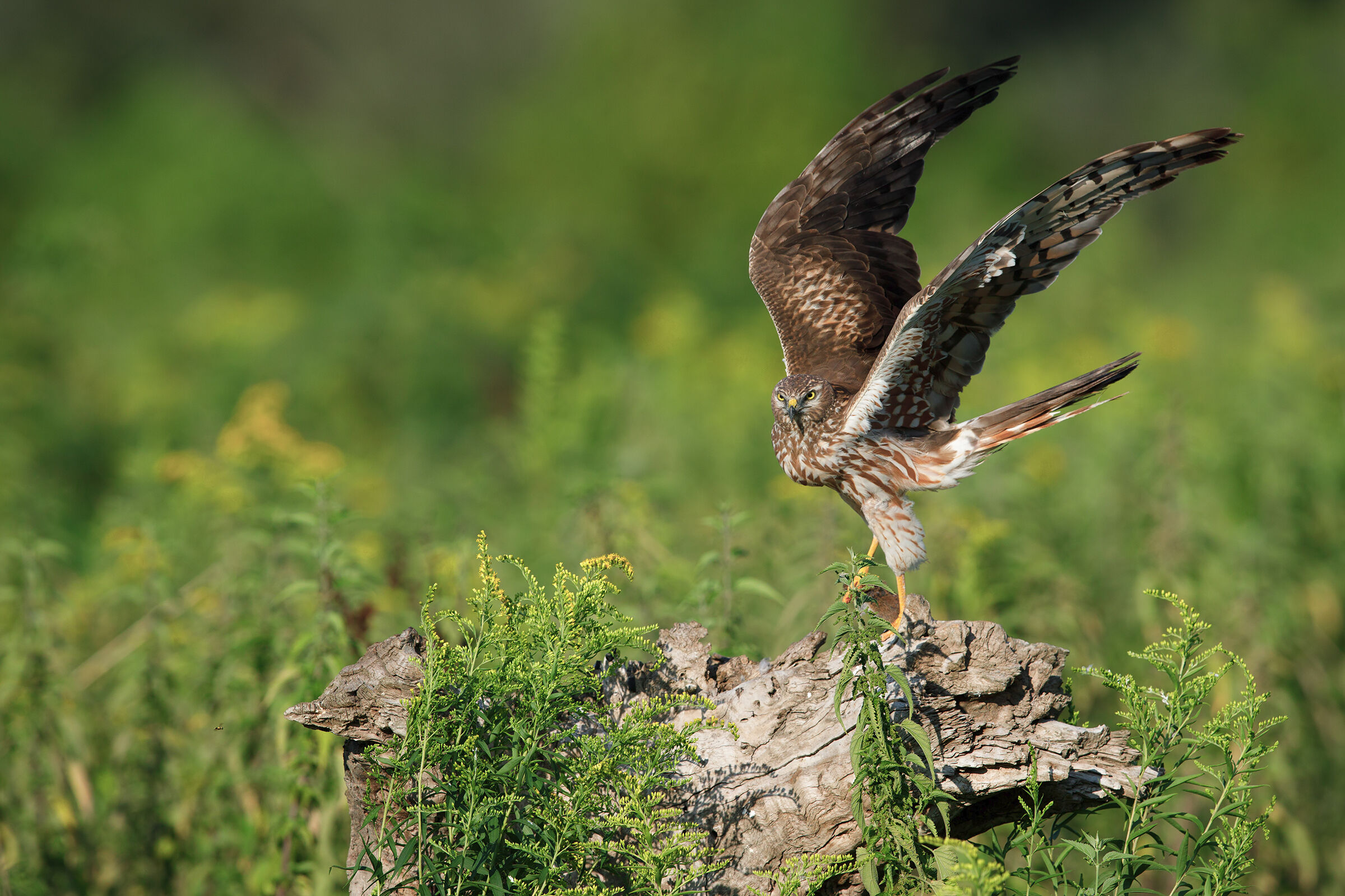 Albanella Minor female with her prey