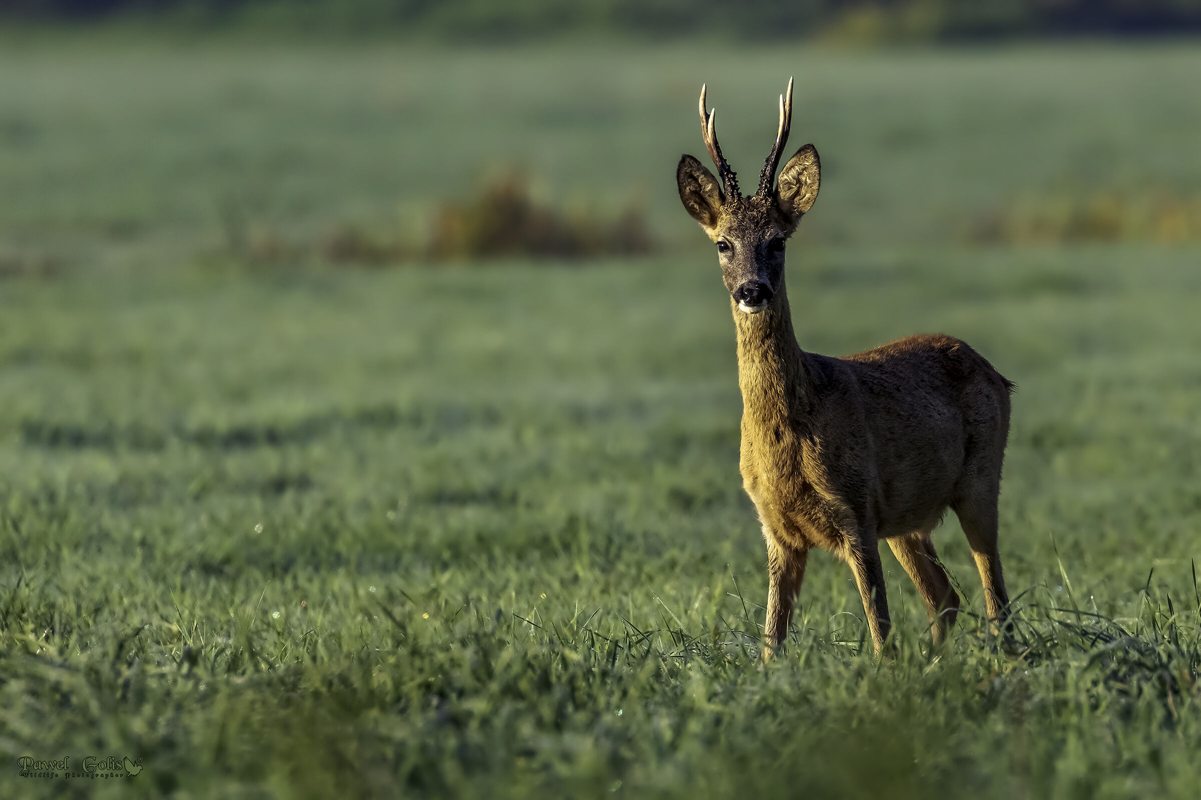 Capriolo - capra (Capreolus capreolus)