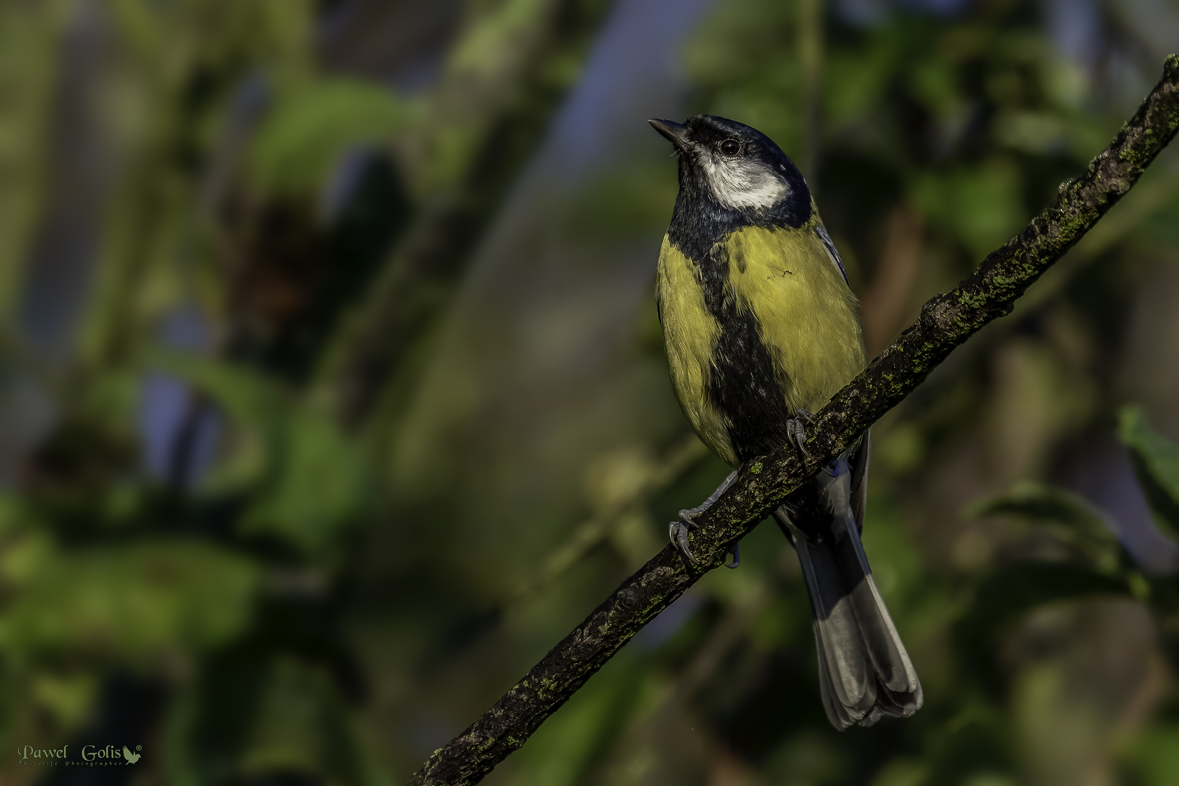 Ottima tit (Parus major)