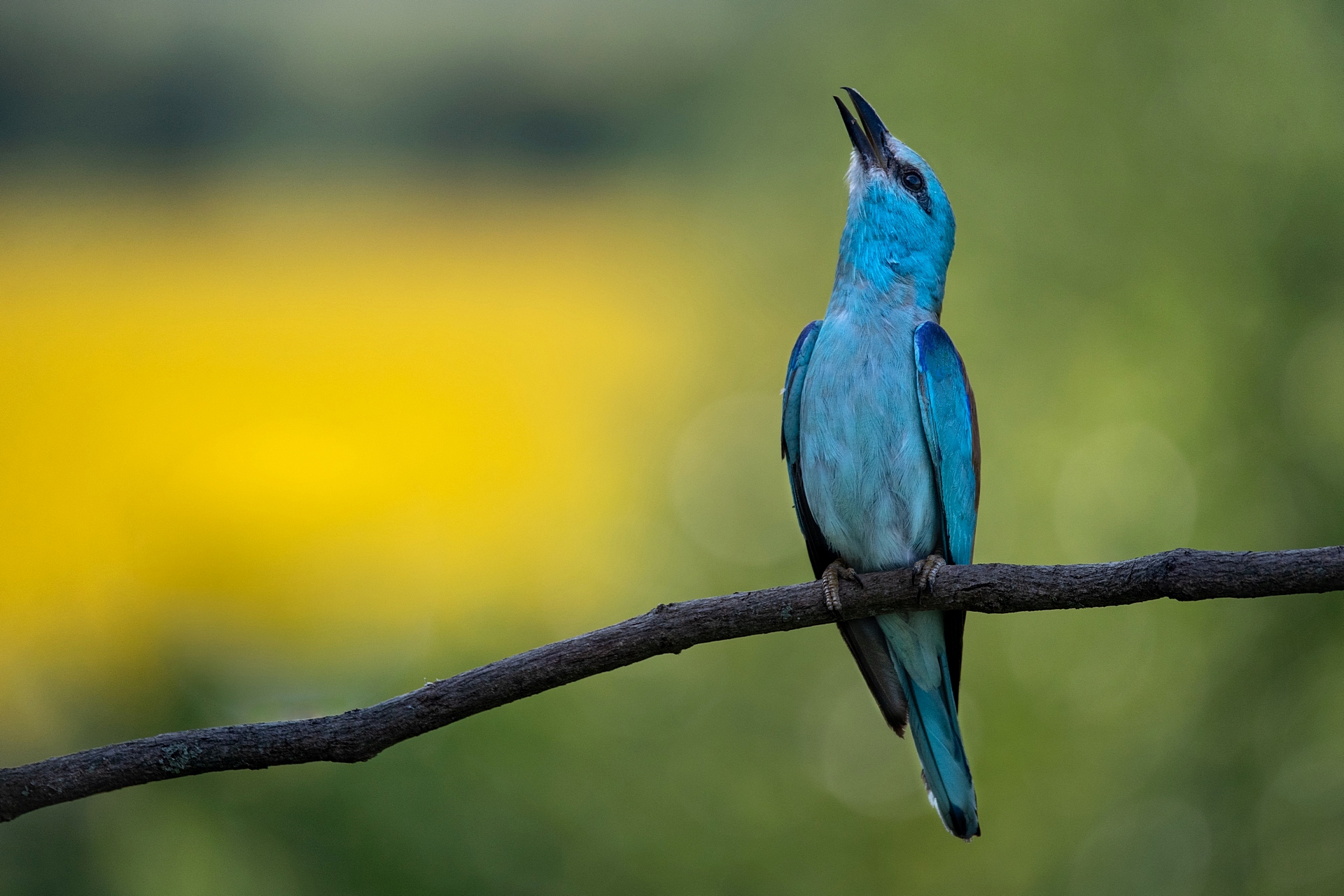 Ghiandaia marina (Coracias garrulus)