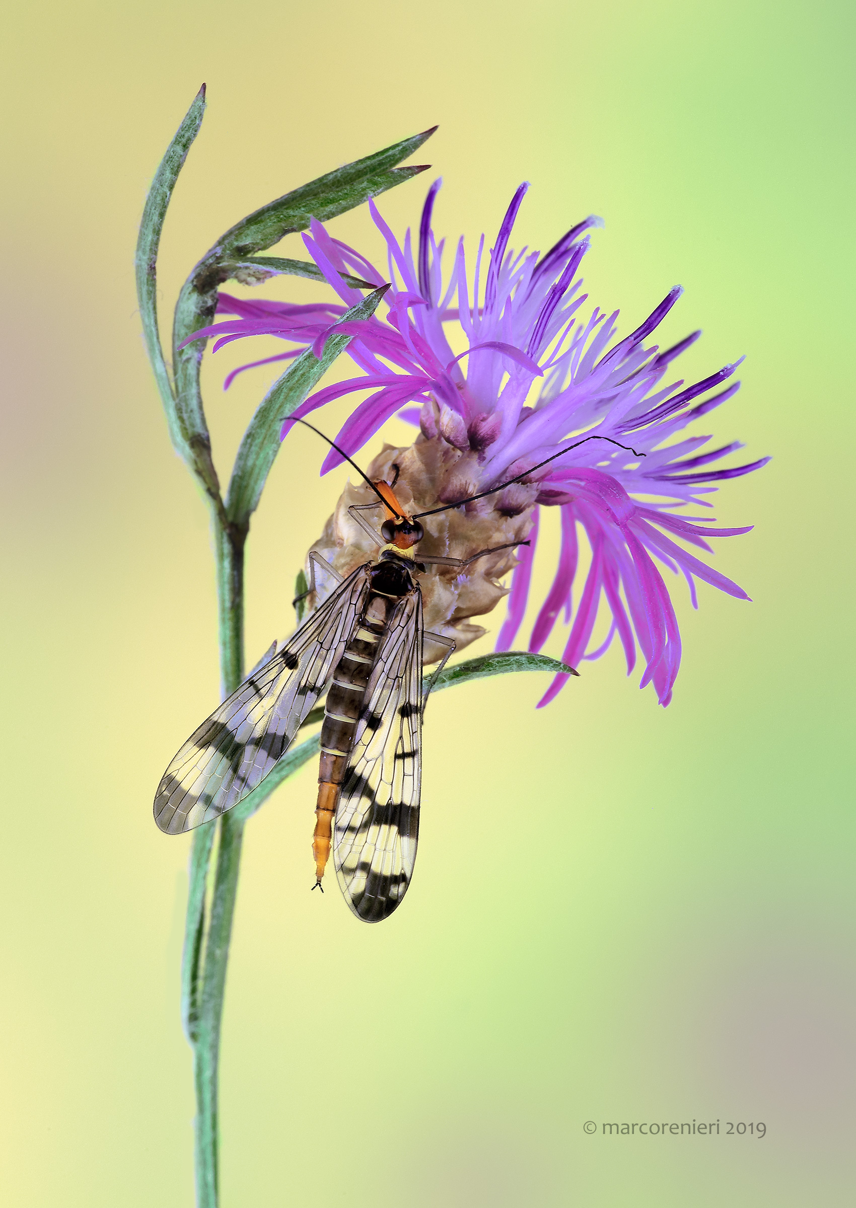 Female Of Panorpa communis or scorpion fly