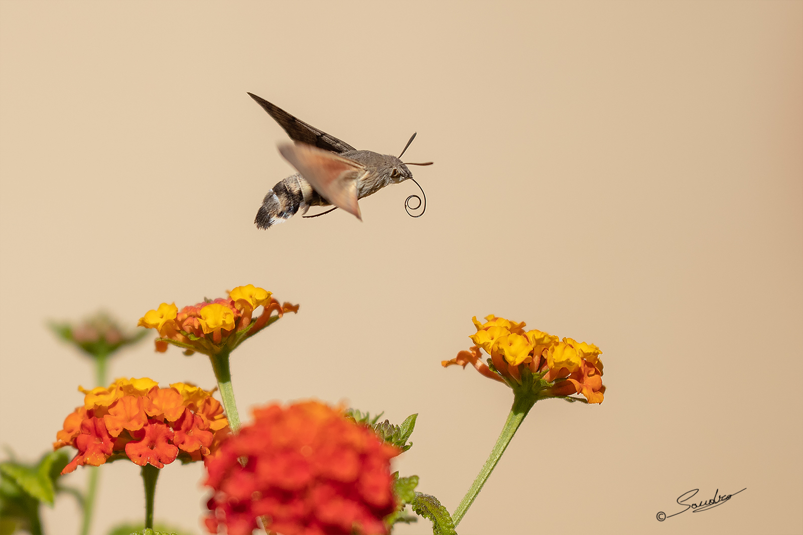 ... from flower to flower... Sphinx of The Galio