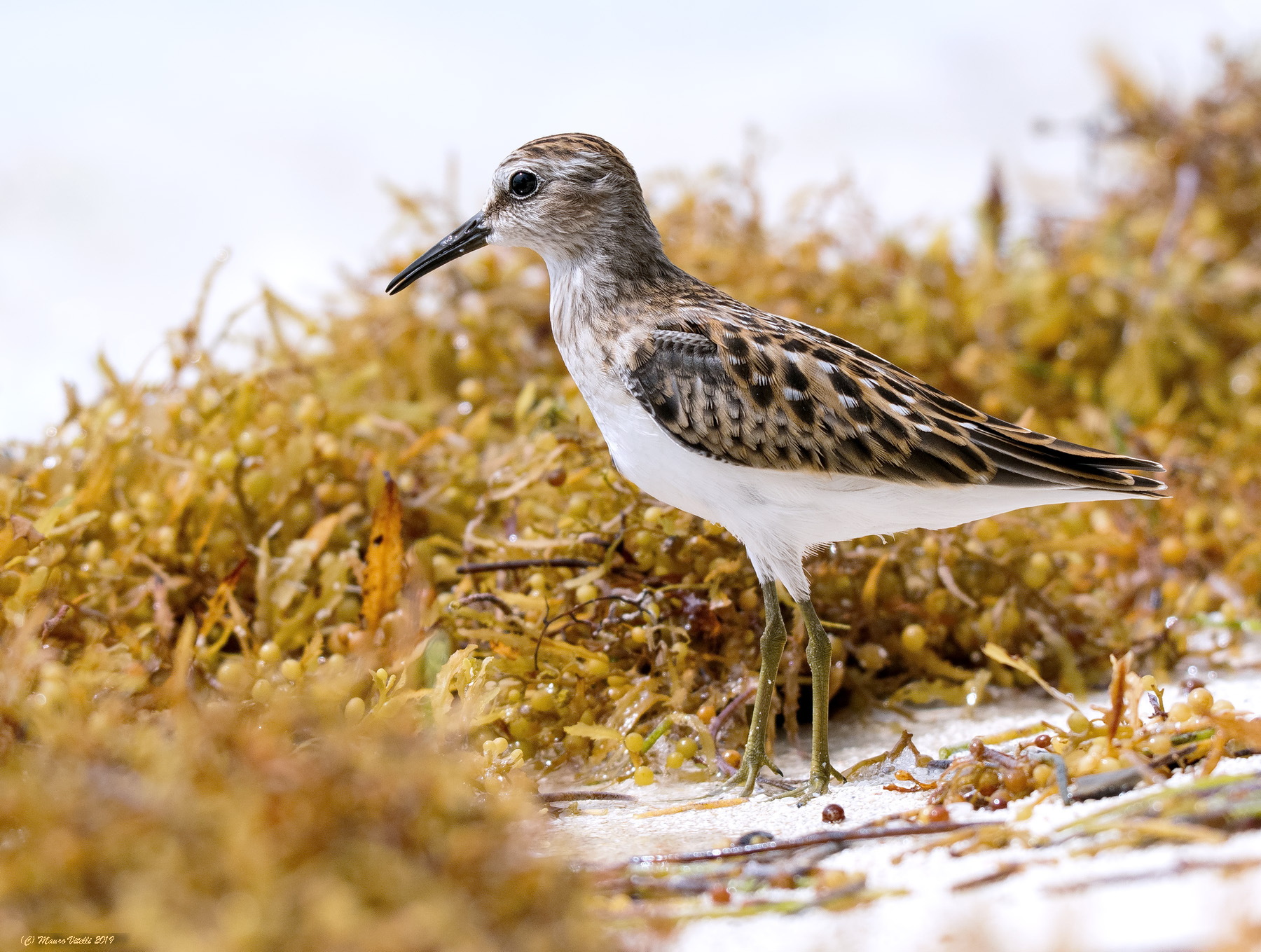 Gambecchio Americano (Calidris minutilla)