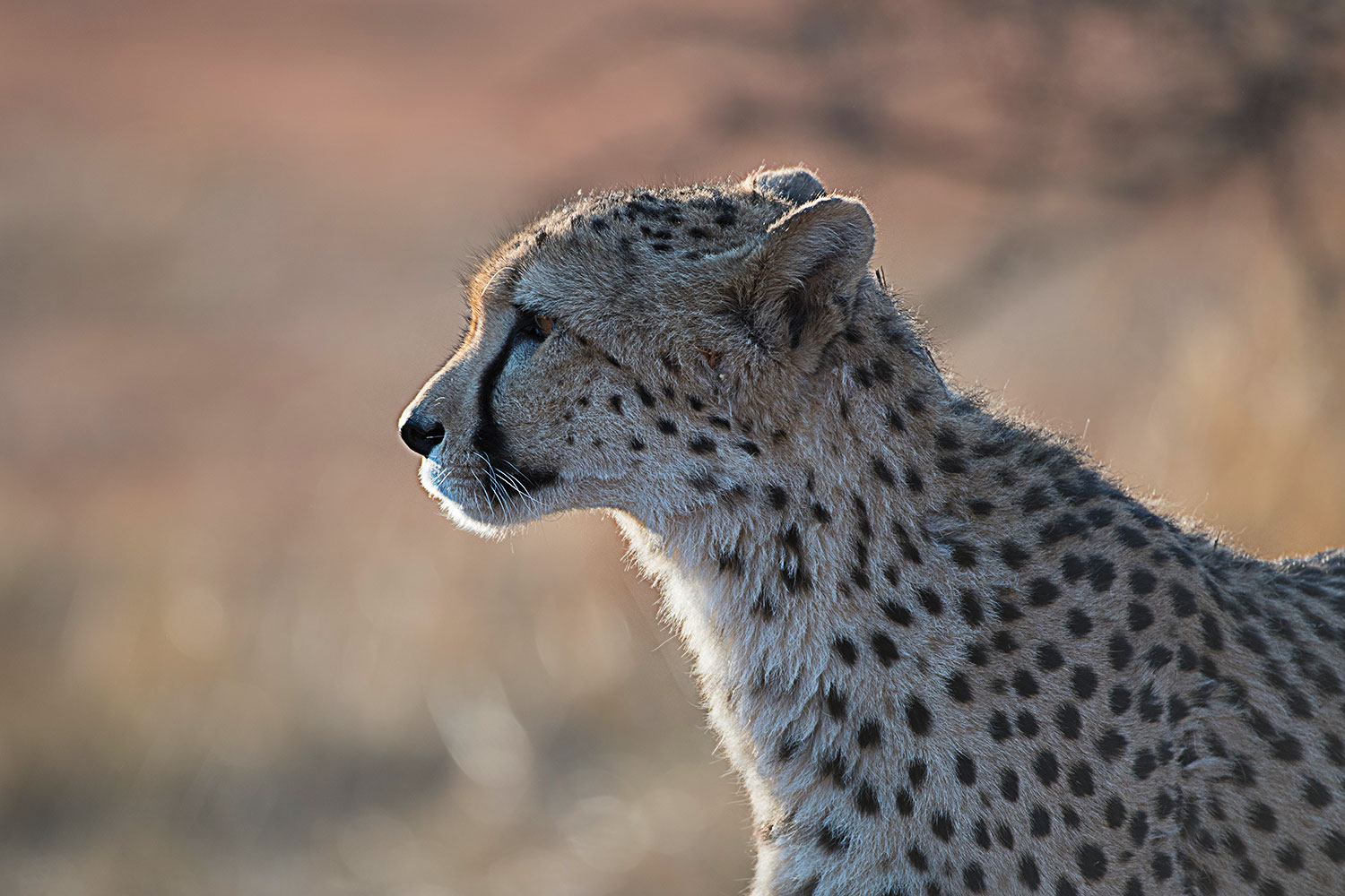 Ritratto di Ghepardo all'alba