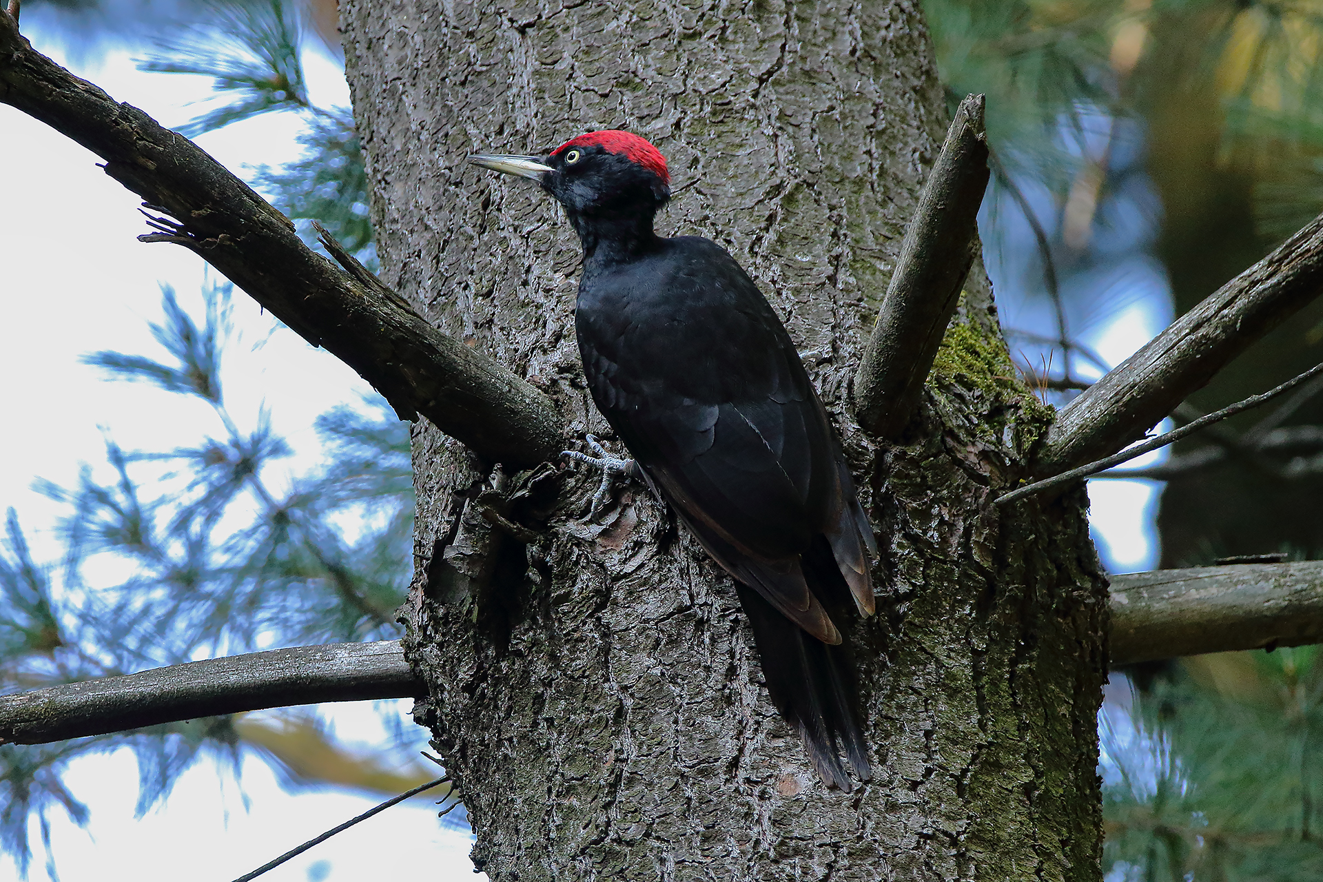 black woodpecker