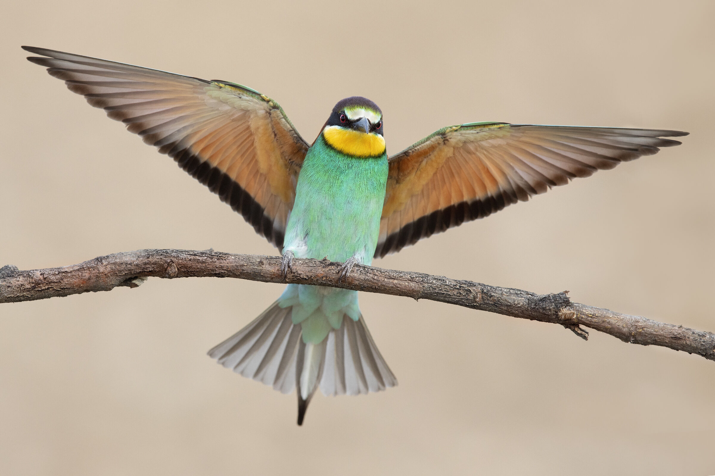 Bee-eater