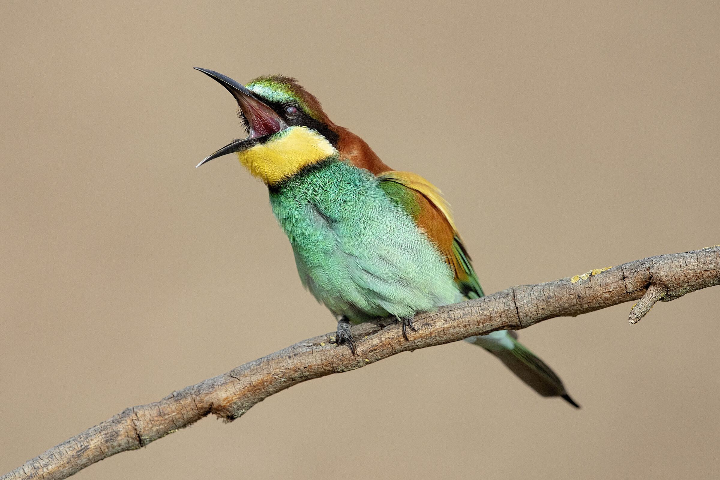 Bee-eater