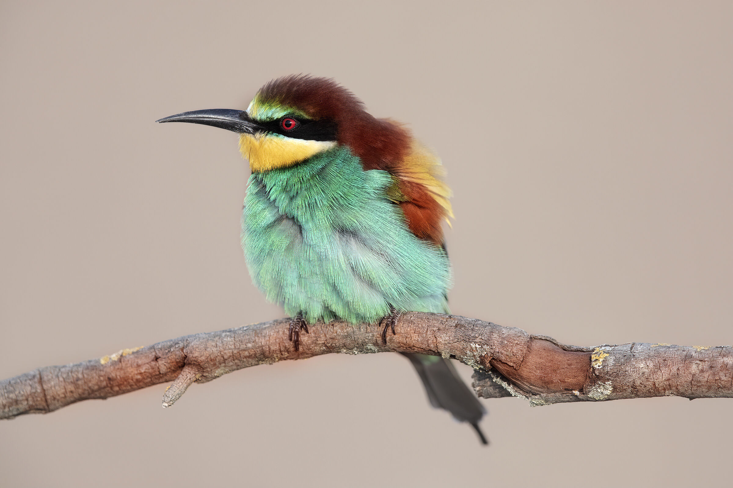 Bee-eater