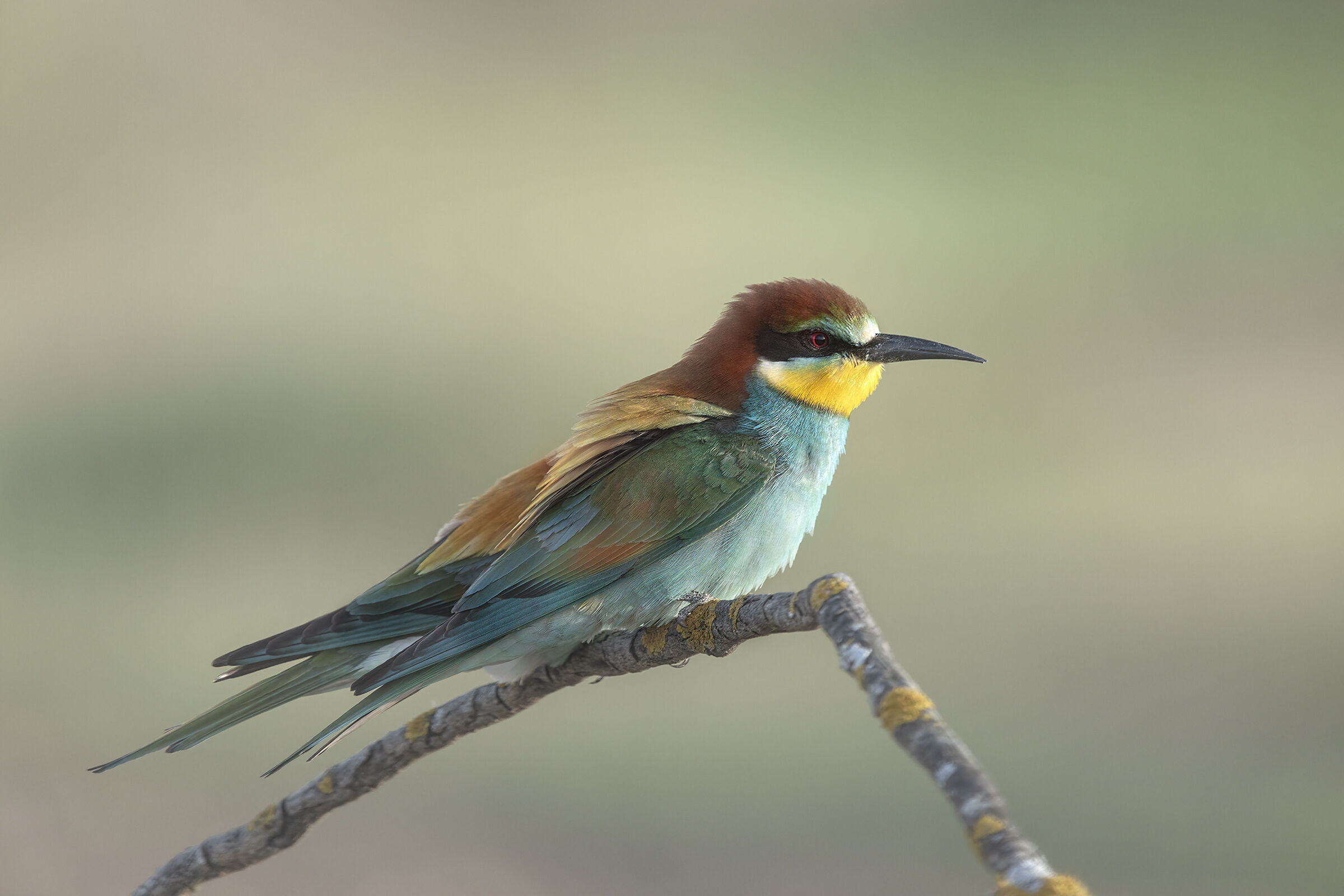 Bee-eater